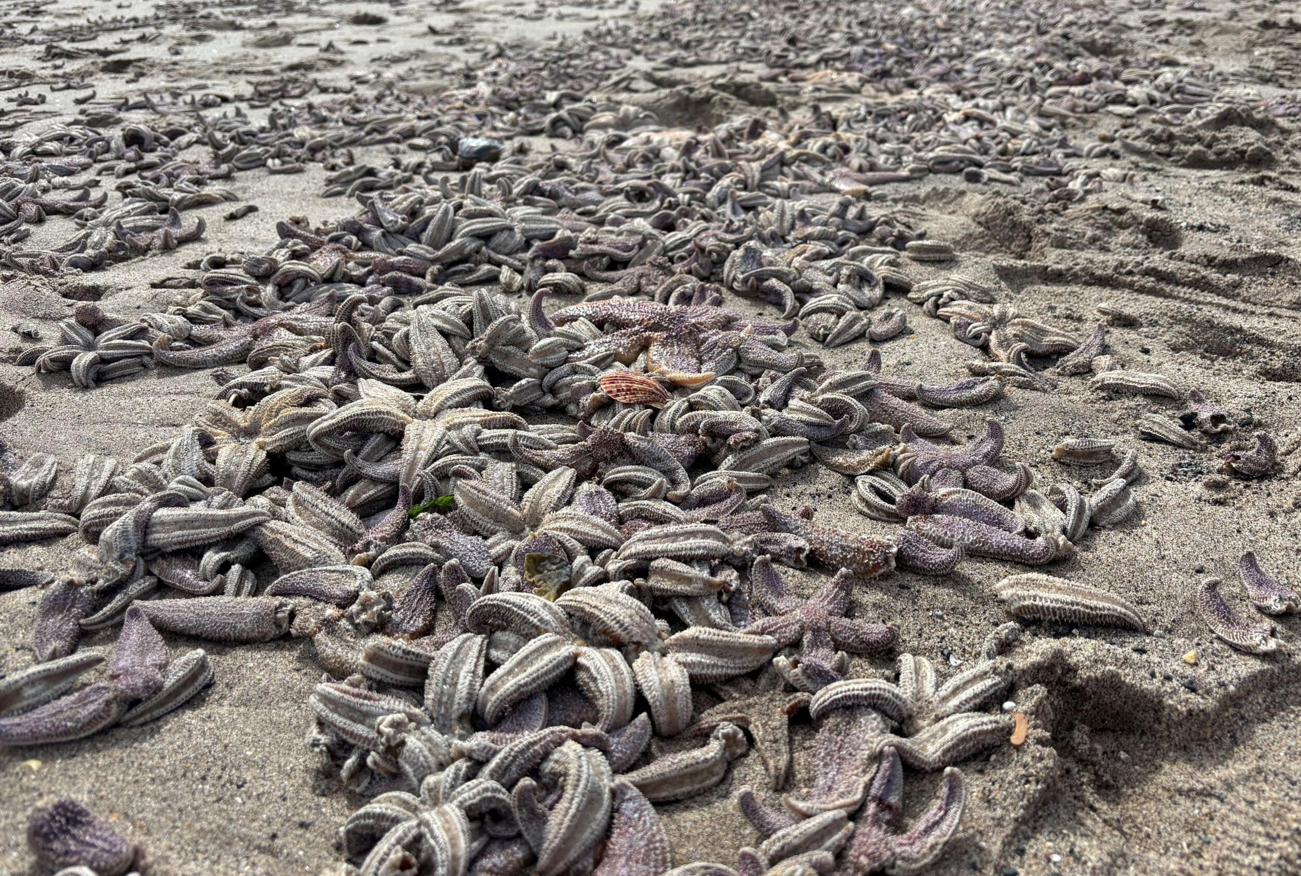 Dead starfish on a beach