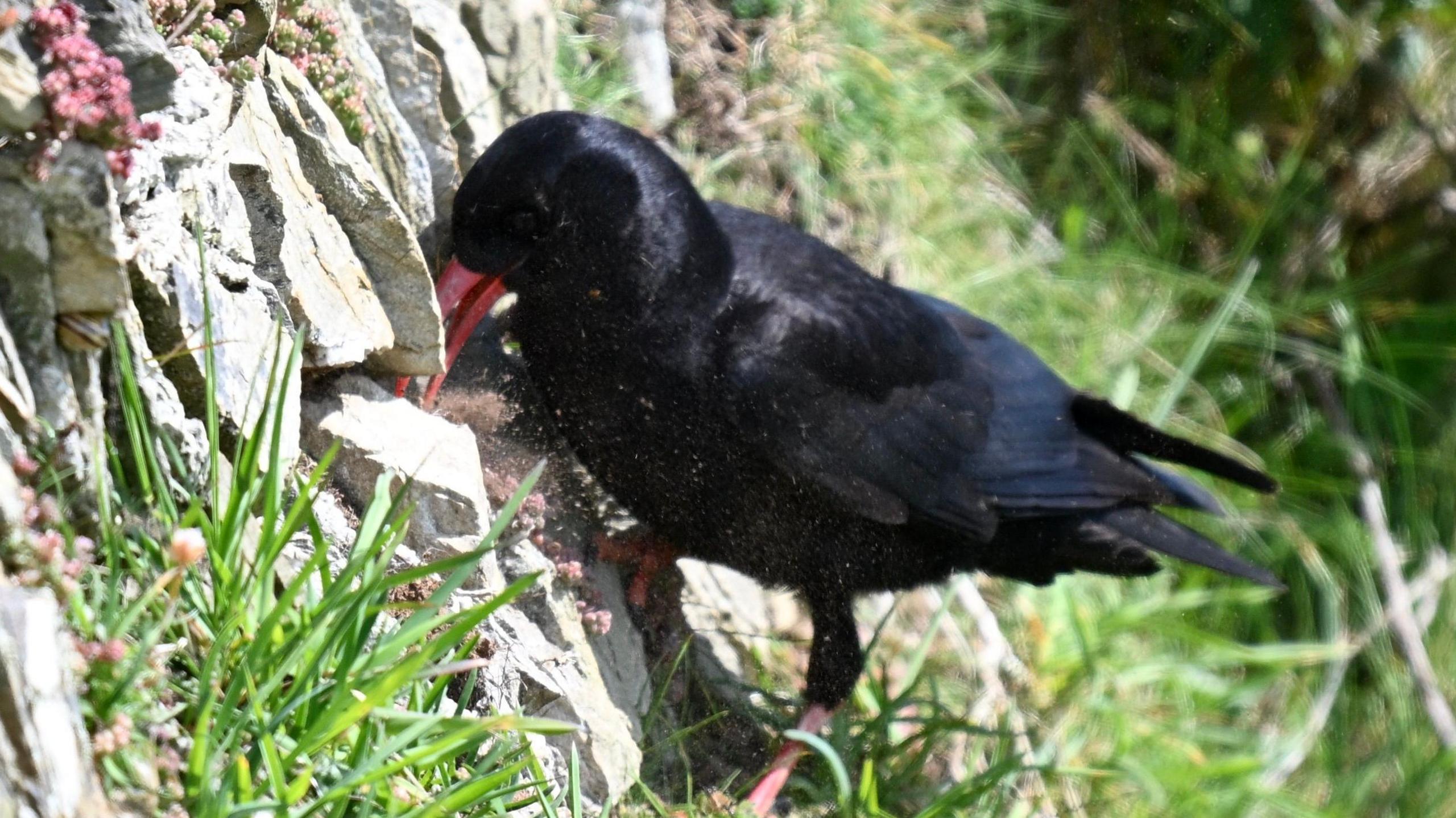 A red billed black bird is pecking at something on a grey rock, rising up vertically some pink flowers and grass can be seen at it appears to be on a cliff side.