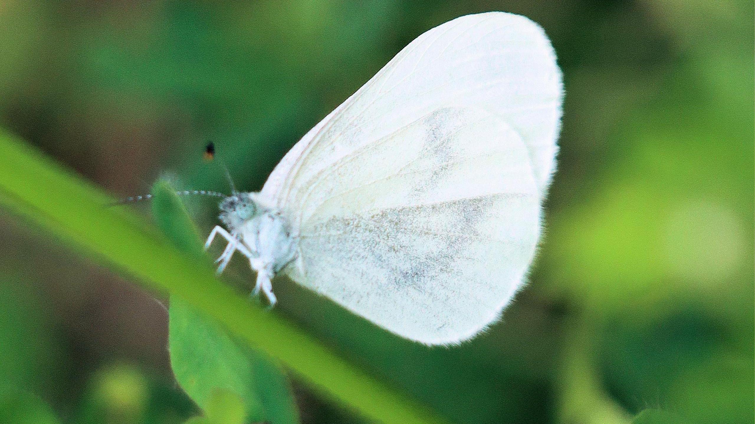 A Wood White Butterfly photographed In Staffordshire England. The butterfly has white fluffy wings and stands on pink flowers.