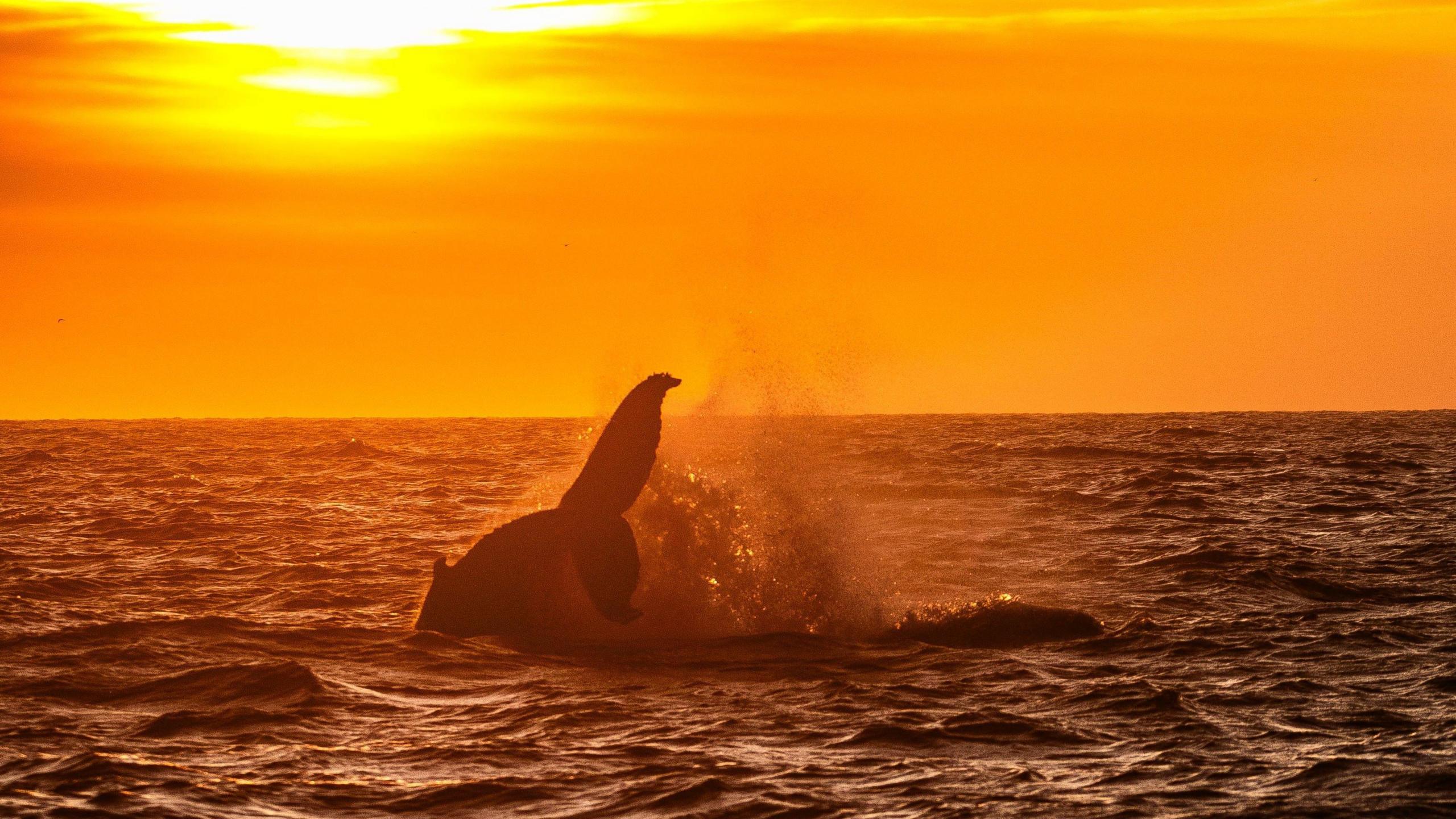 A humpback whale's tail and rear fin sticking out of the sea in Newquay, with a bright orange sunset in the background