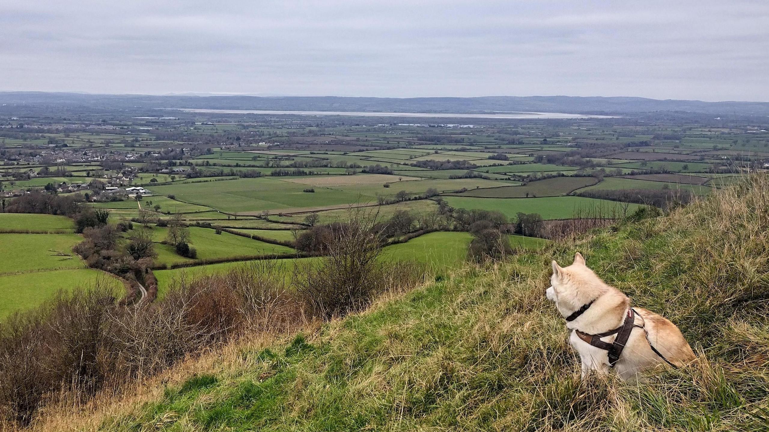 A white husky dog sitting on a hill overlooking lots of fields with a river in the distance and a grey sky. 