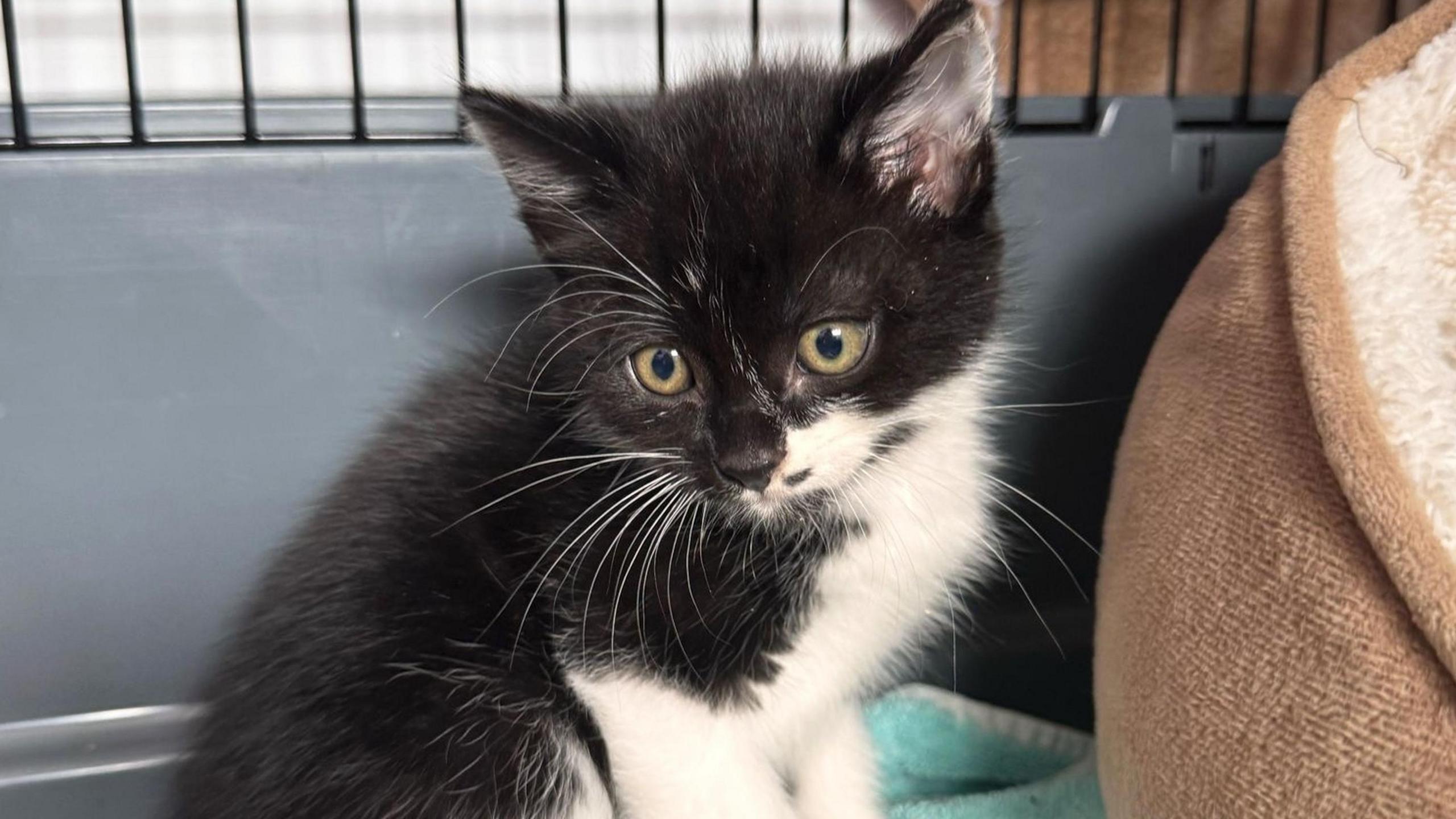 A black and white kitten, in a cat carrier, with green eyes. There is a brown cat bed to the right of the kitten. 