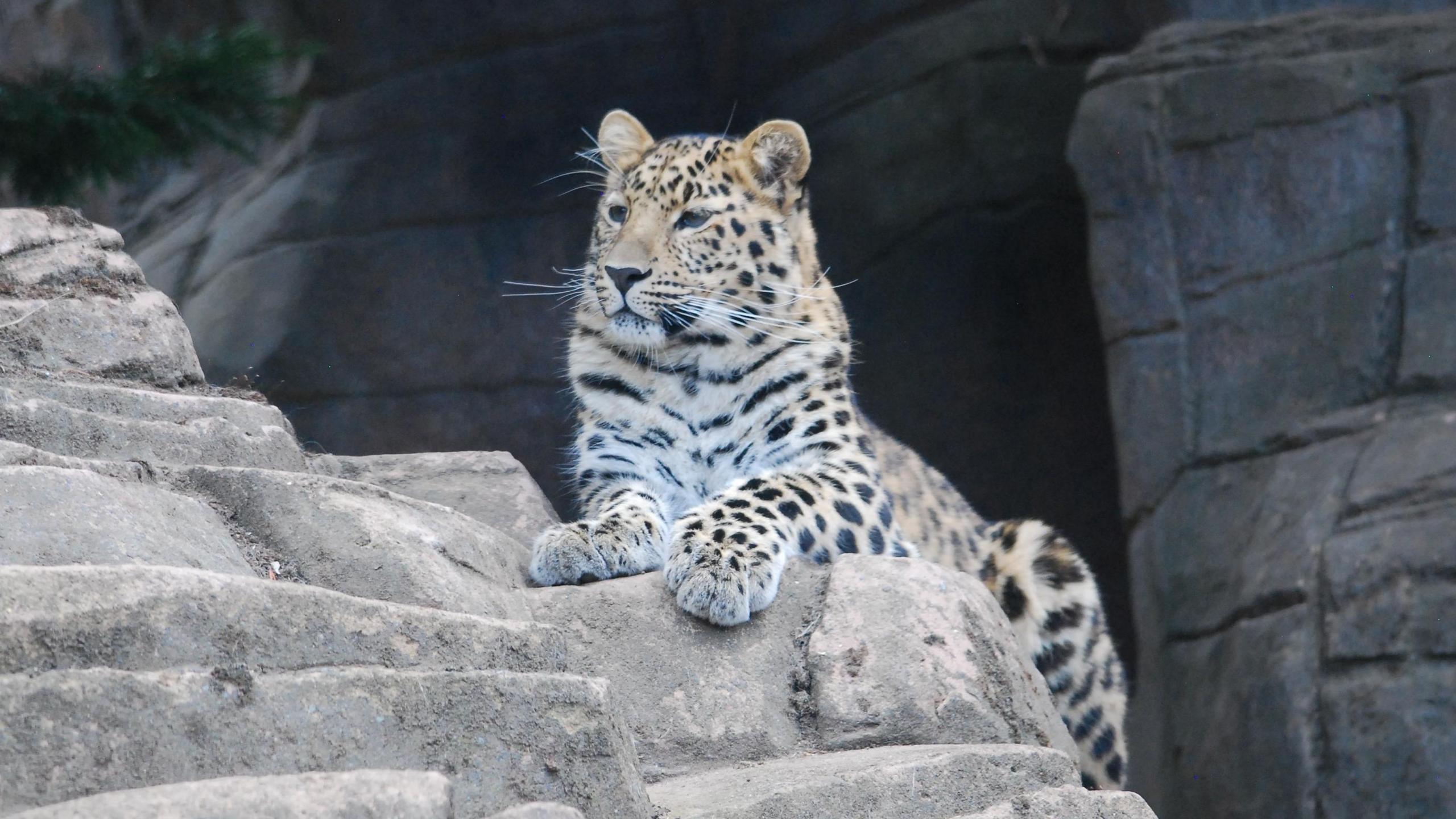 Lena the Amur leopard sat on a rock looking towards her right and her left paw hanging over the rock