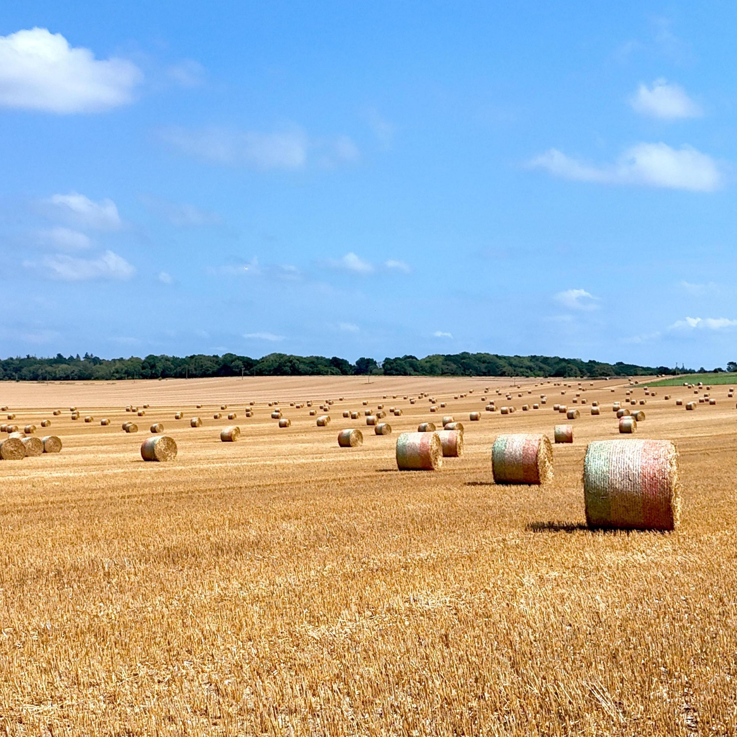 A yellow field dotted with hay bales underneath a bright blue sky