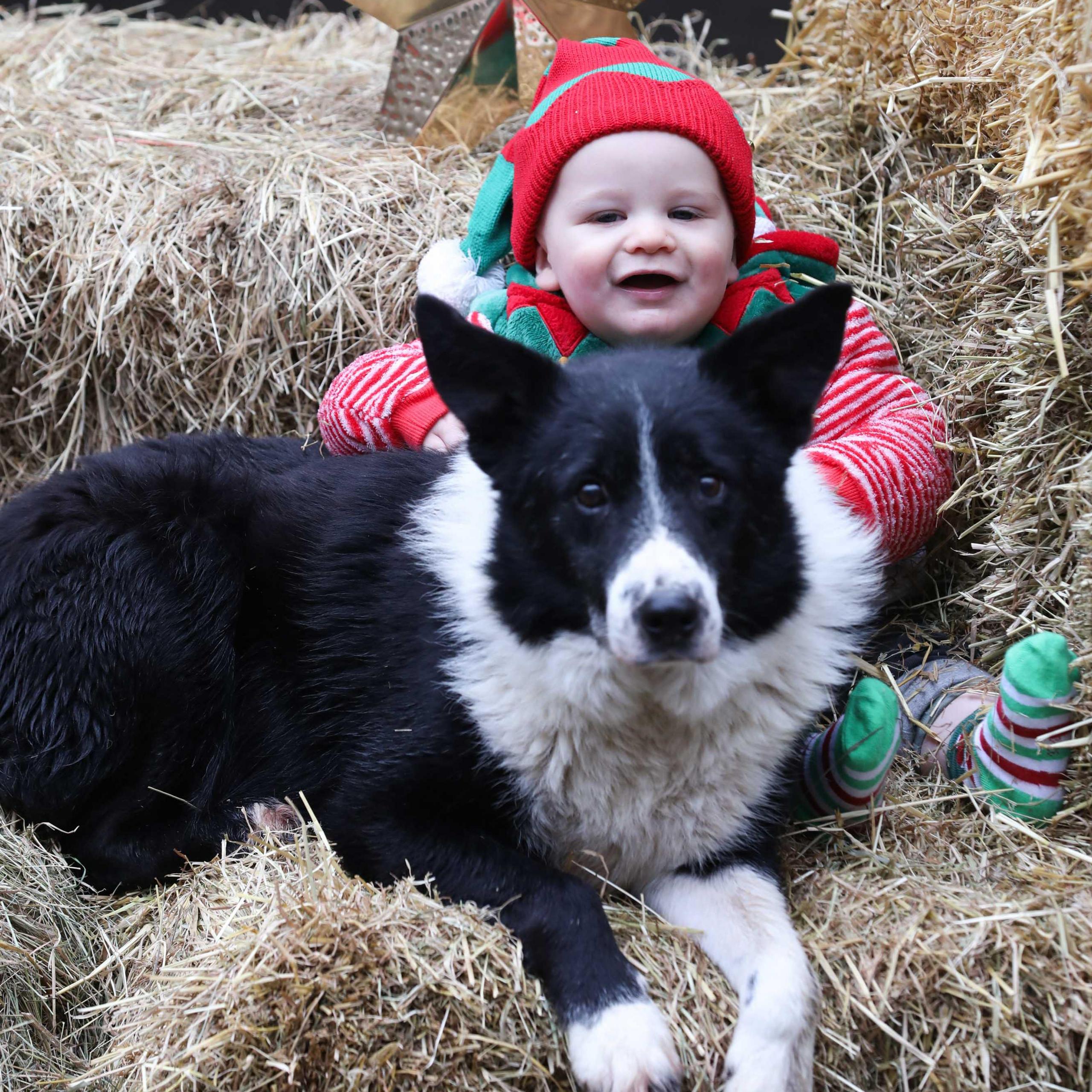 Baby with sheepdog at crib photocall