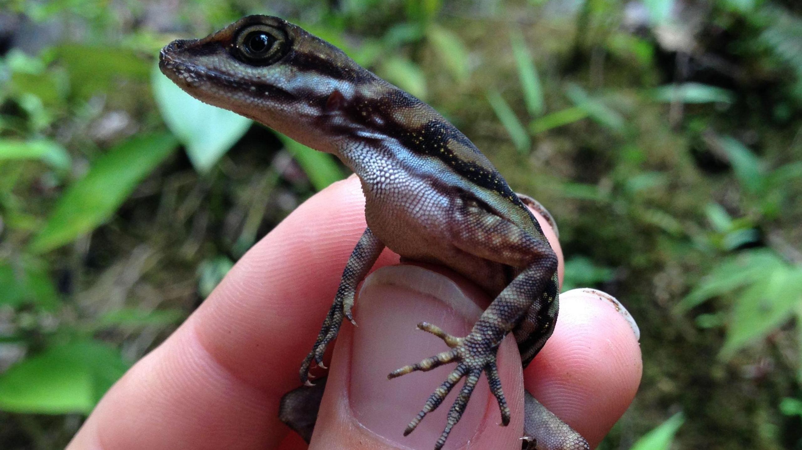 Small lizard sitting in a person's hand