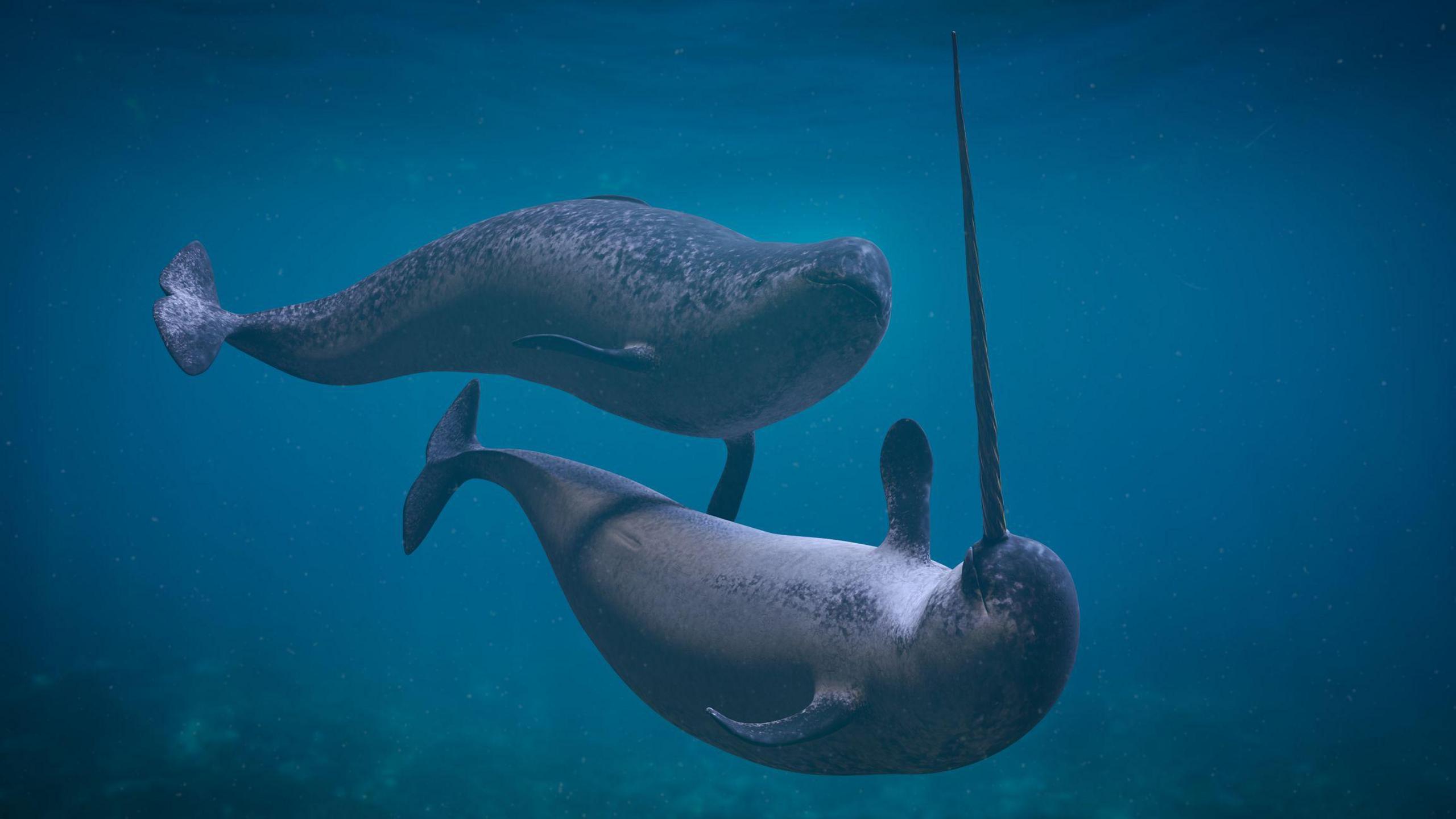 Two narwhals in the sea.