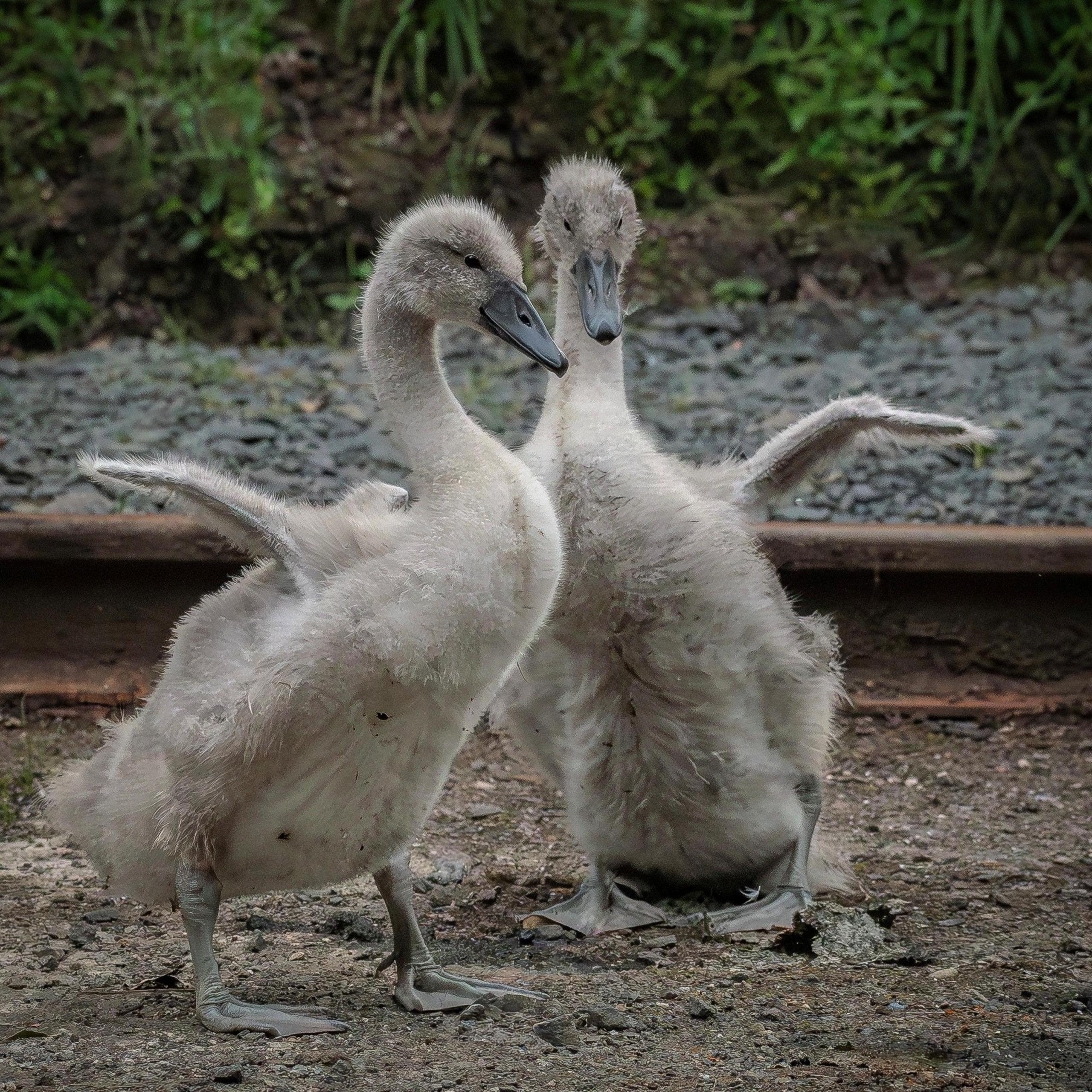 Two grey cygnets with their wings out.