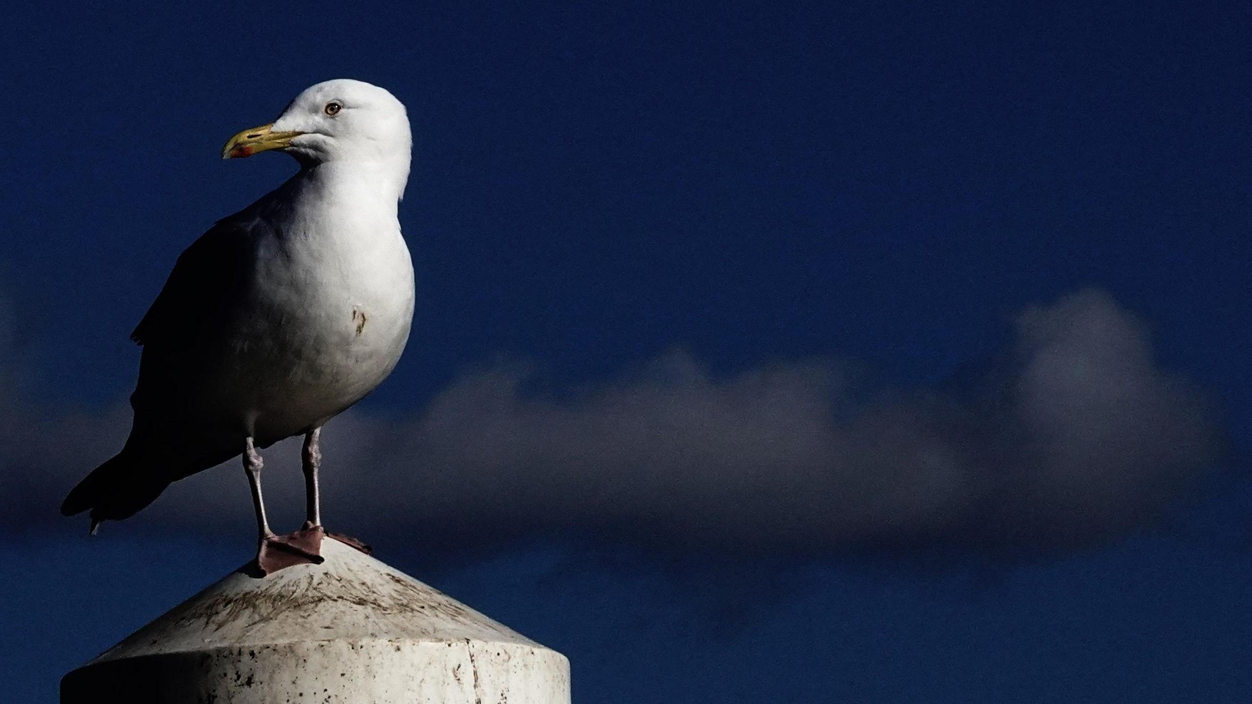 The picture shows a seagull standing on top of a white post against a dark blue sky with some clouds faded in the background. The seagull has a small brown stain mark on its chest and is looking to the left hand side. 