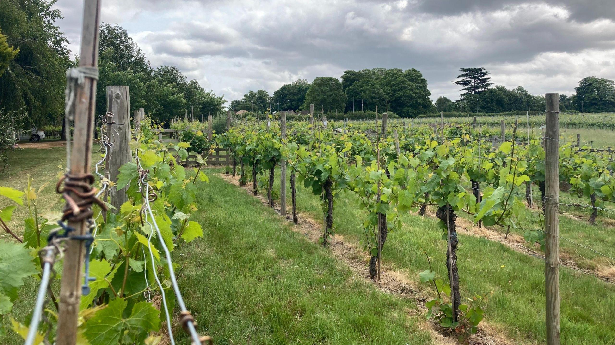 A view across an English wine vineyard