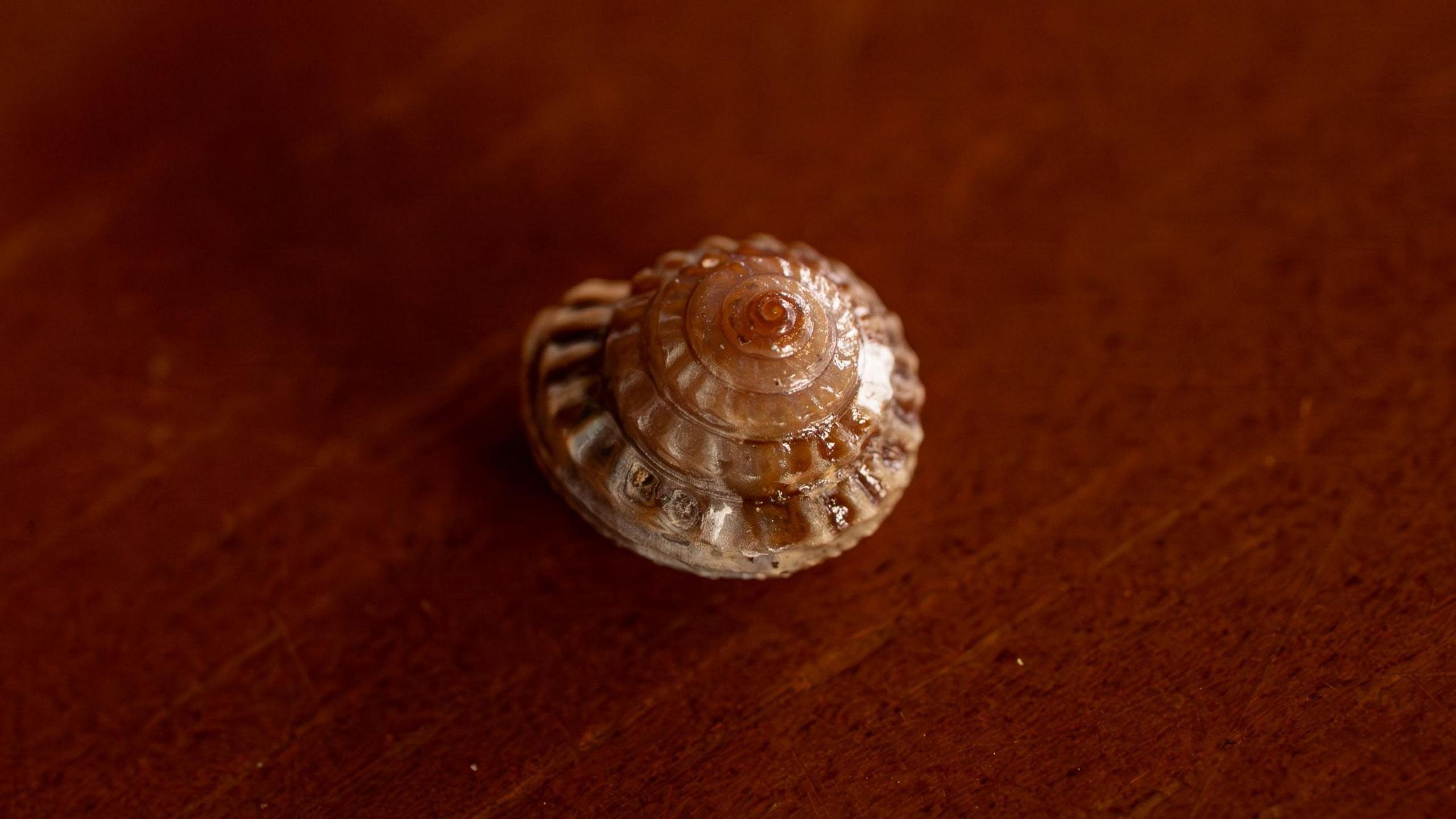 A light brown snail shell.