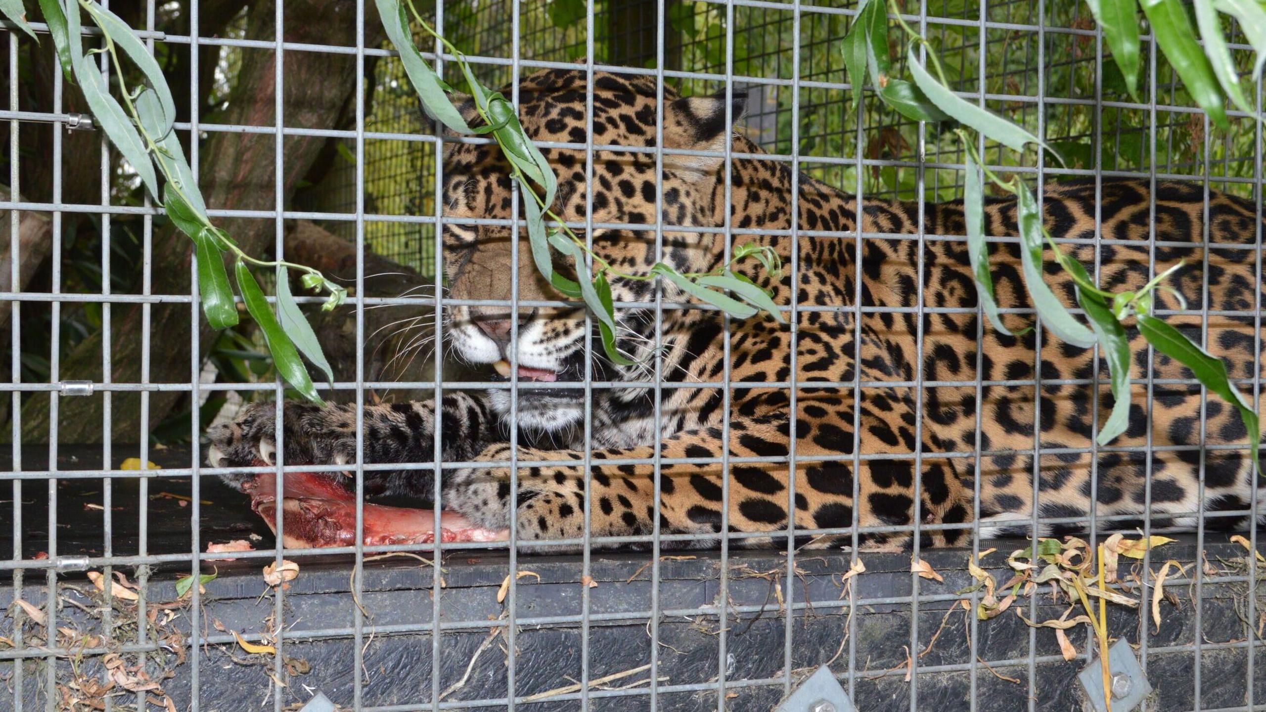 Jags a female Jaguar, in a cage, sitting down, with leaves around her, eating some food. 