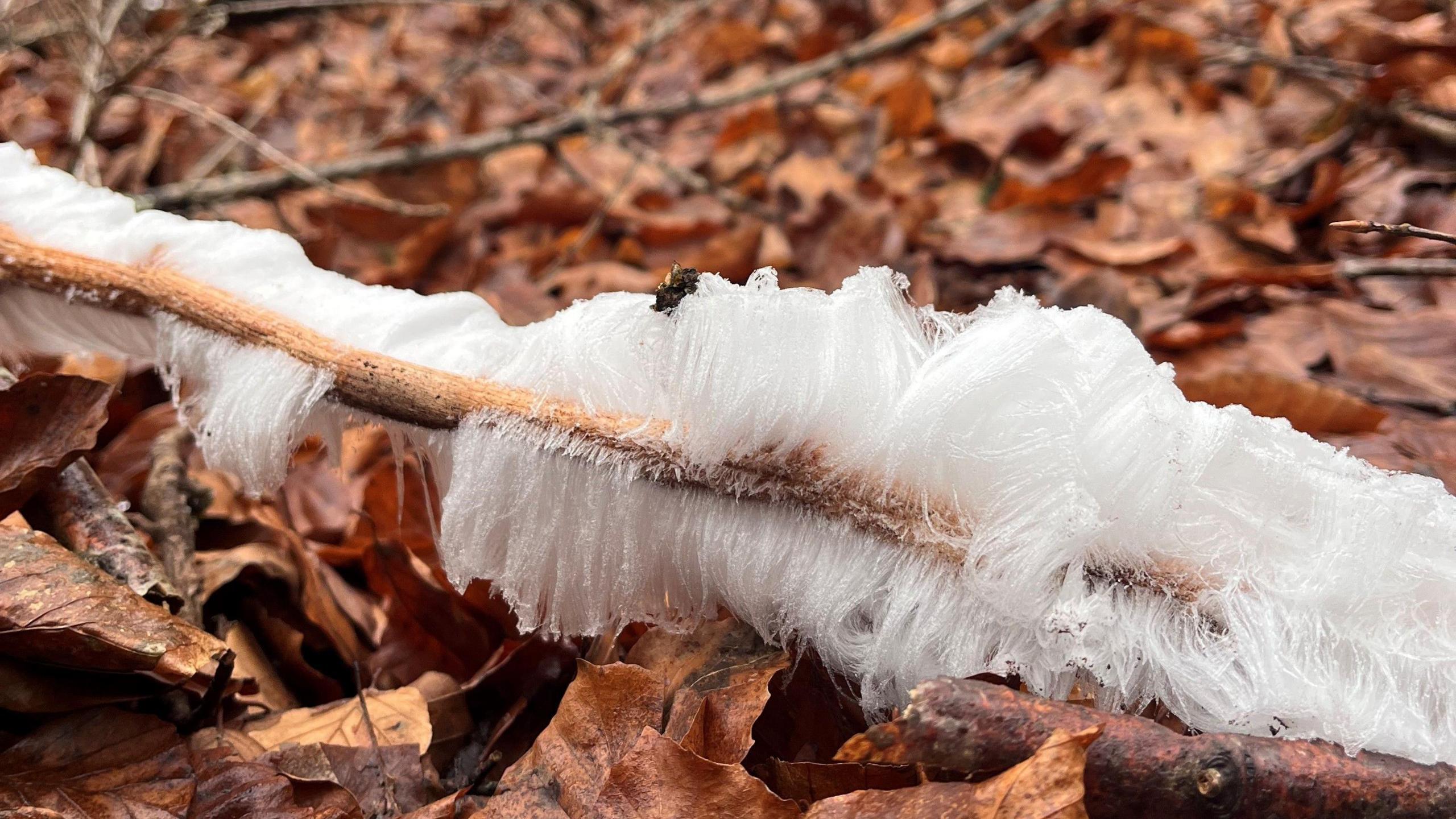 Hair ice on a branch on the ground. There are brown leaves surrounding it.