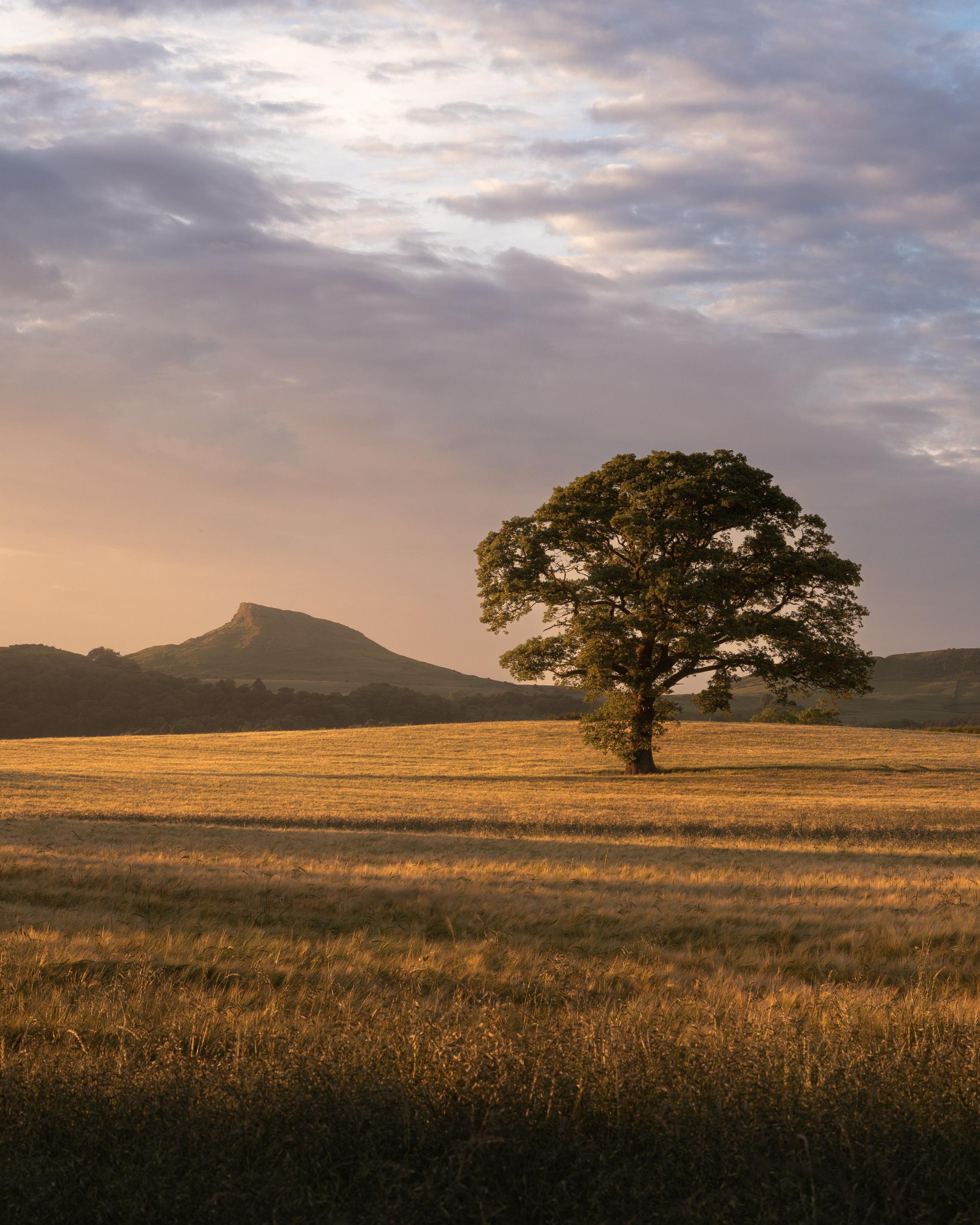 A large tree stands in a field of yellow crop in a soft fading sunshine. Beyond is a sharply rising hill.