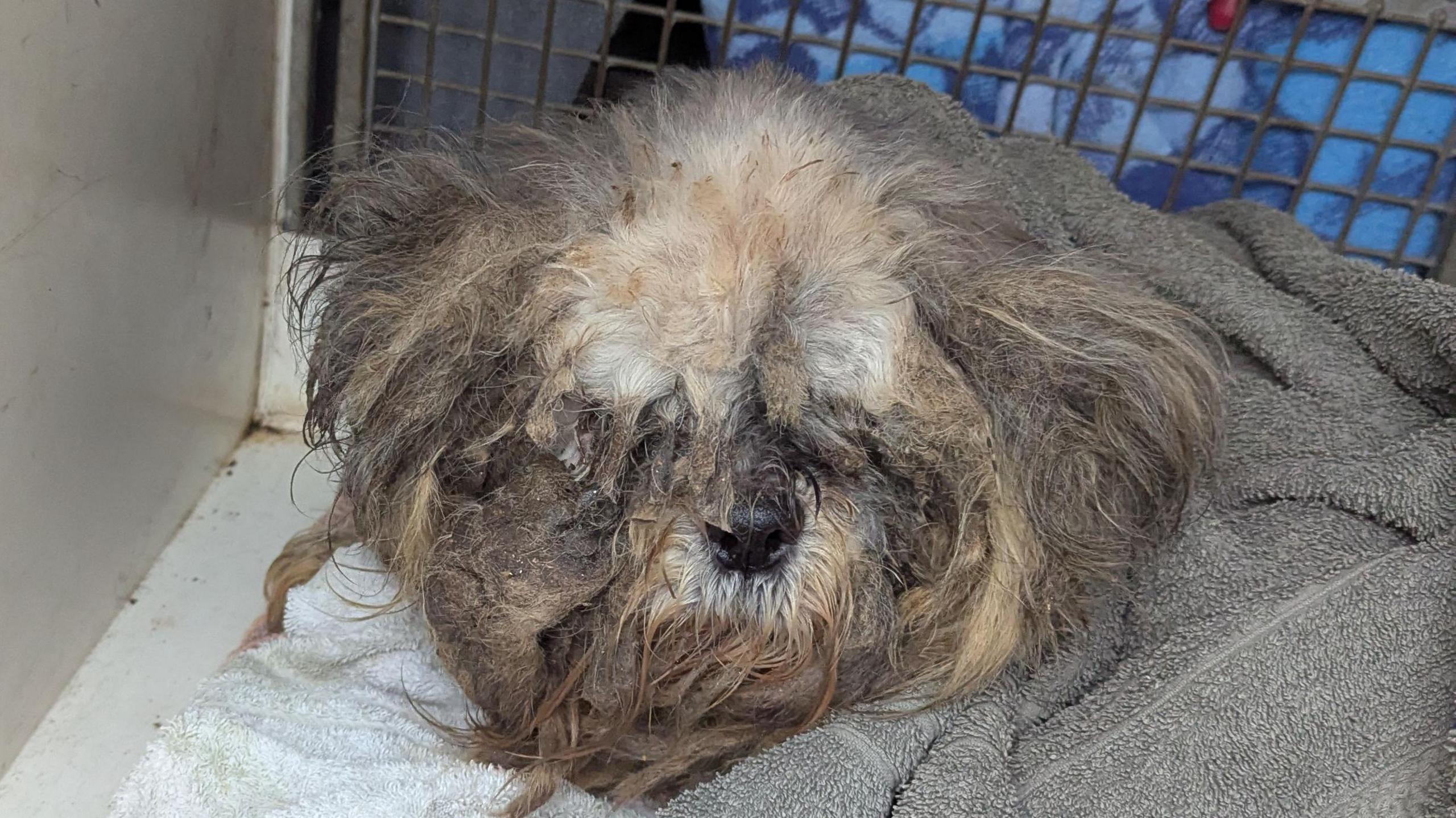 Dog with matted fur laid on a white towel with a grey towel on her in a cage.