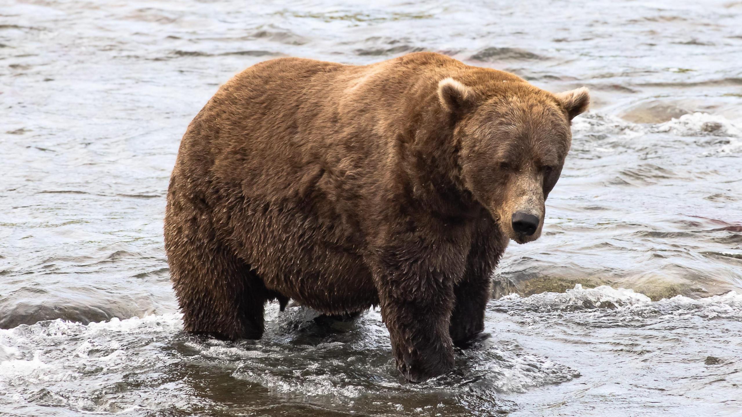 A chunky brown bear stands in the middle of a flowing river