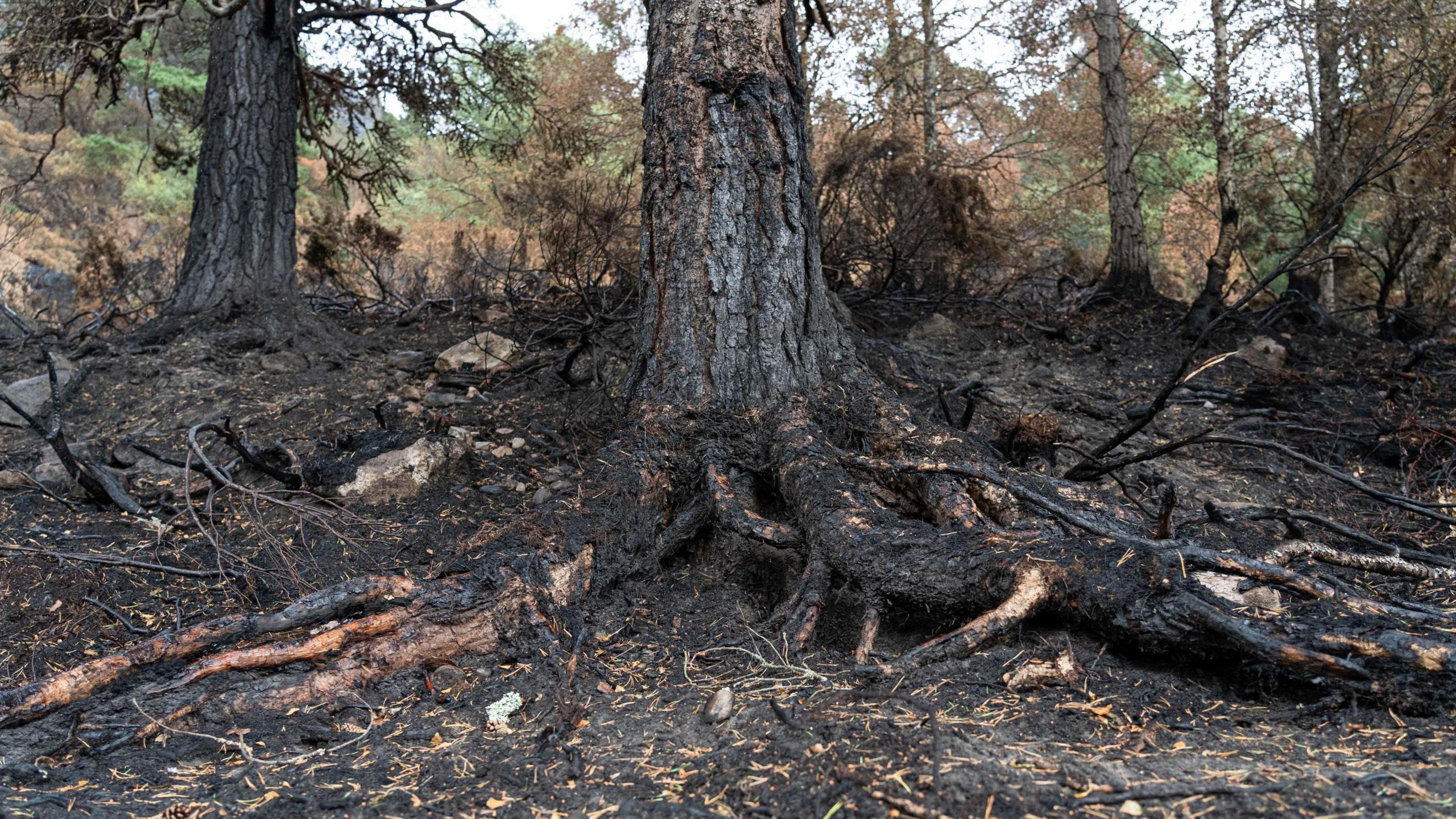 Charred pine tree trunks and ground at Glenmore.