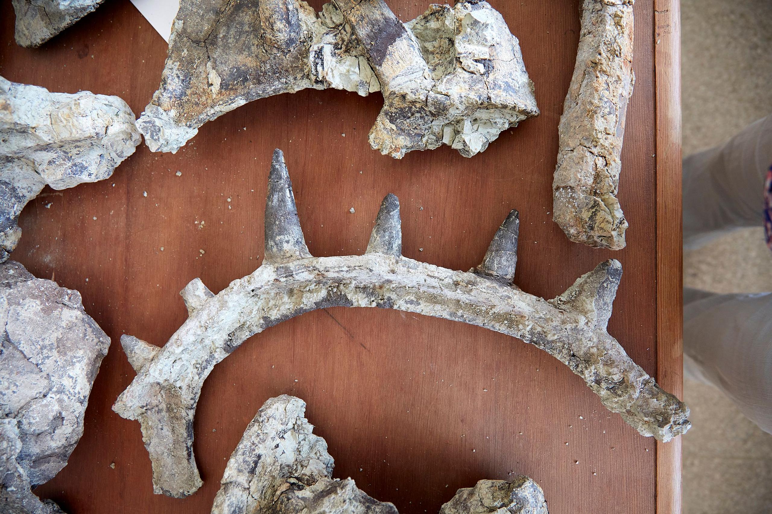 the fossils of the dinosaur