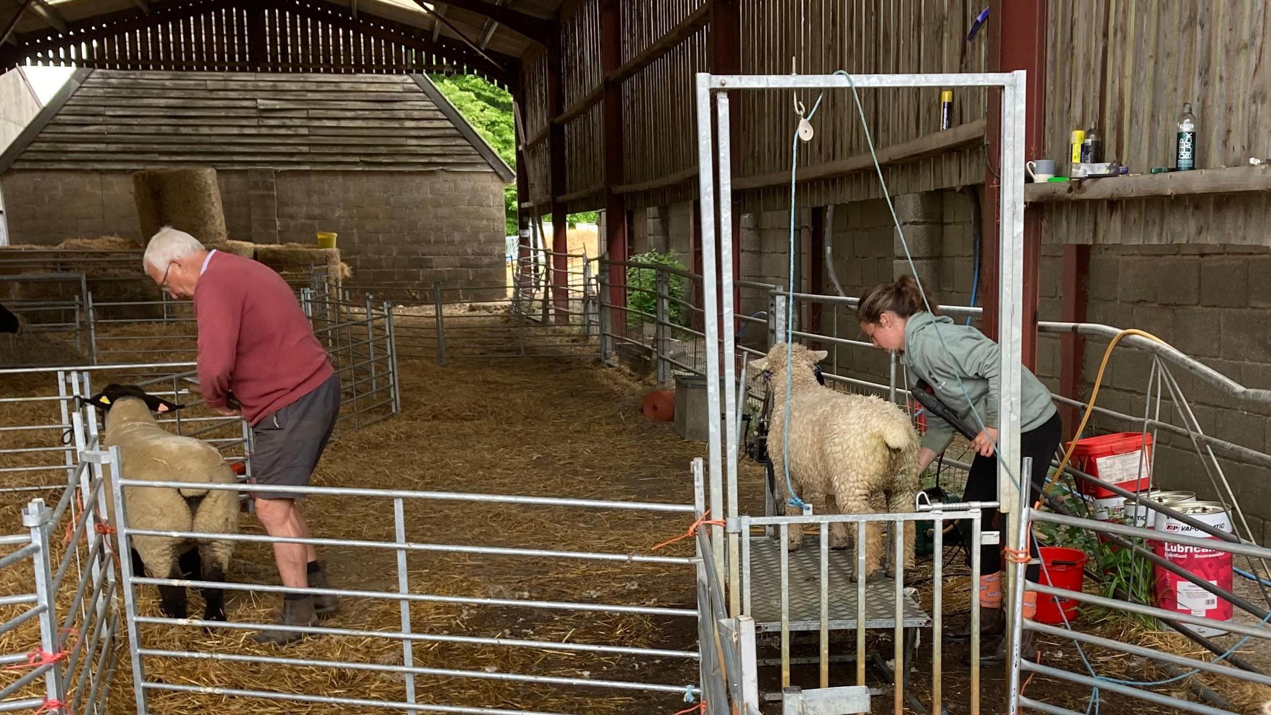 Ms Byford washes a sheep that is on a mental stand. Mr Cobbald is slightly to the left as he brushes another sheep.