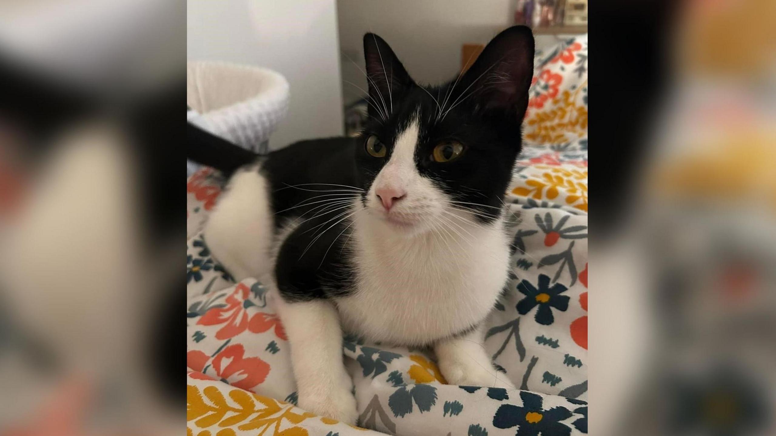 A black and white cat sitting on a floral duvet. Its fur is clean and it looks content