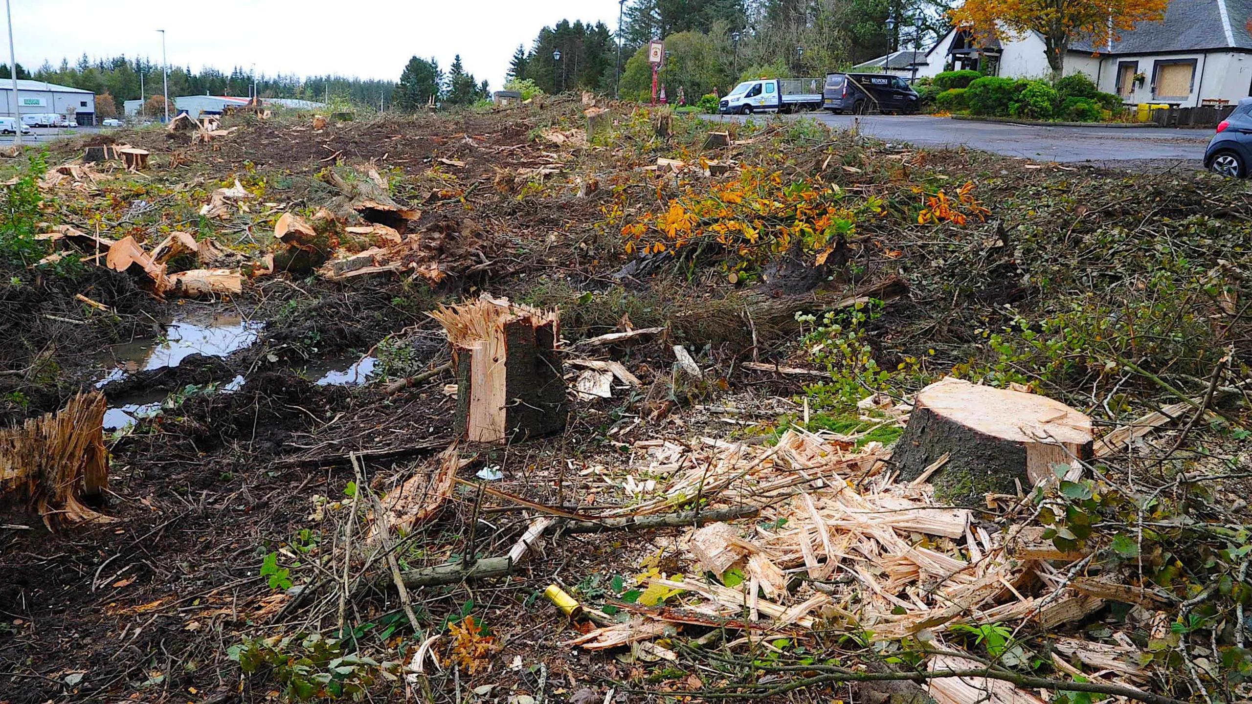 Rows of tree stumps, with the trees having been freshly cut down. They are in an area of woodland in-between a restaurant building and a motorway road with other buildings beyond it.