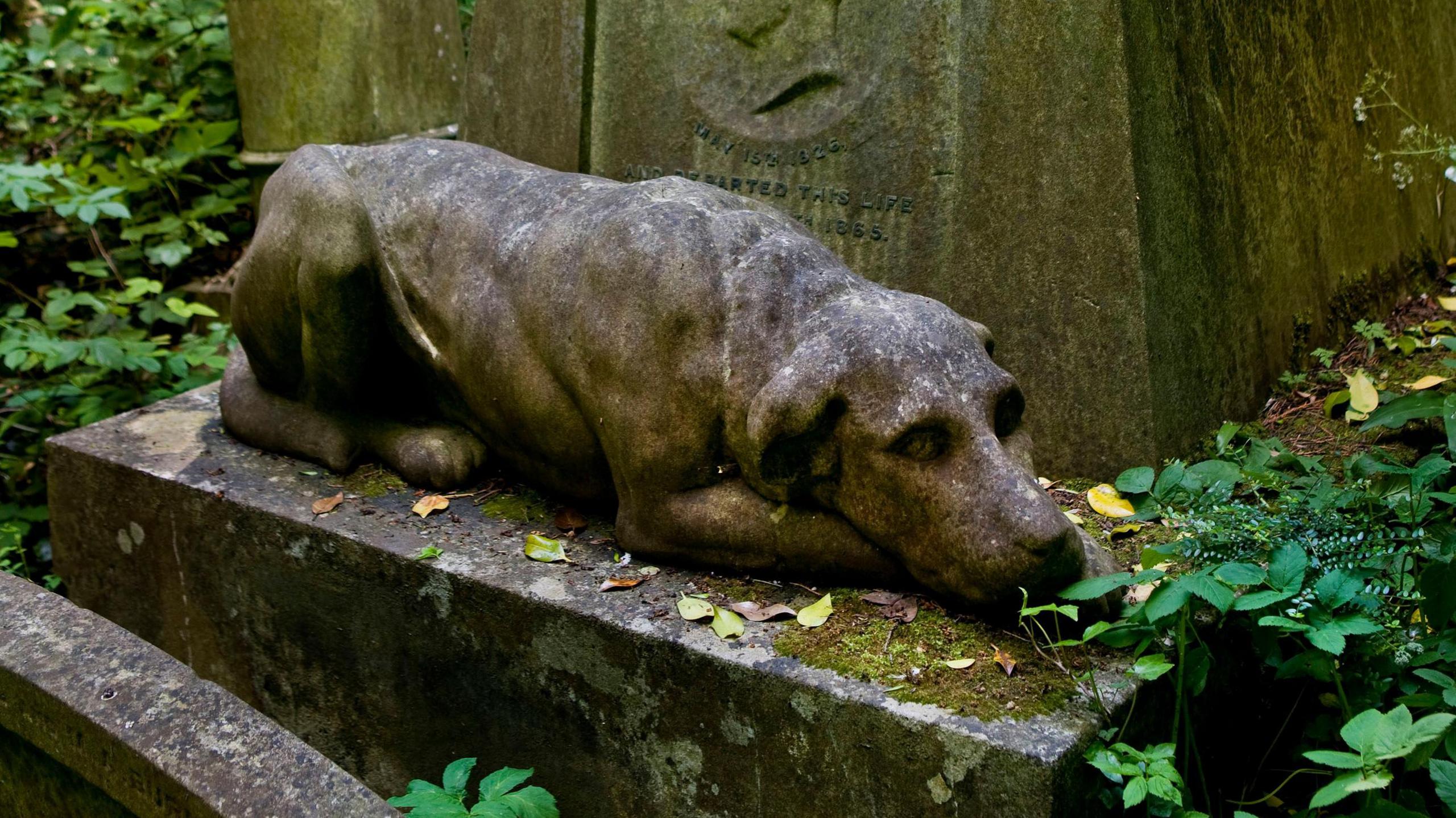 Stone sculpture of a mastiff dog resting on the base of a stone tomb with leaves and vegetation around it