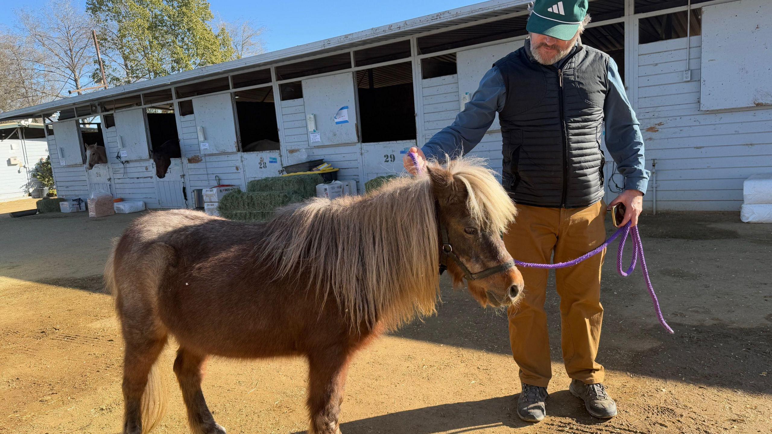 Izzy the mini-horse is walked around the stables by a volunteer at the centre 