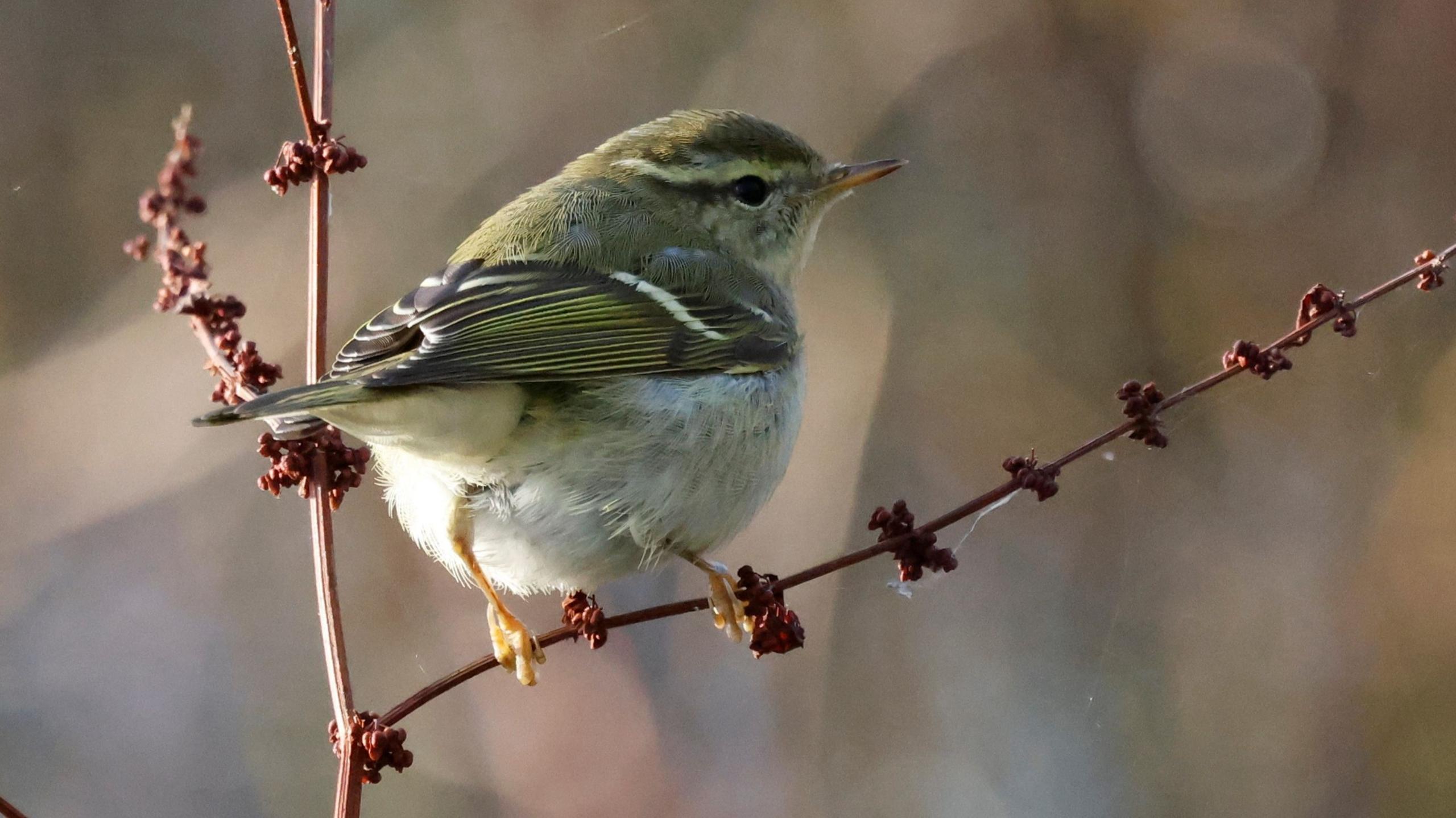 A yellow-browed warbler sits on a small red-brown coloured plant, facing slightly away from the camera. The bird has green and grey coloured feathers, yellow legs and a distinctive yellow coloured stripe over its eyes. 