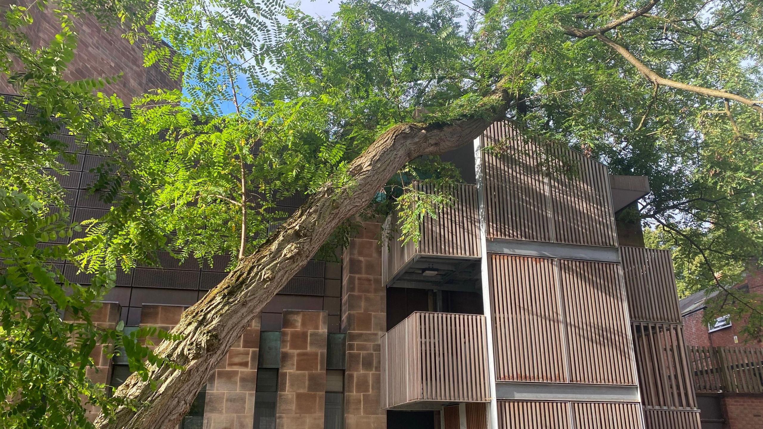 A large tree leaning on a cathedral extension building