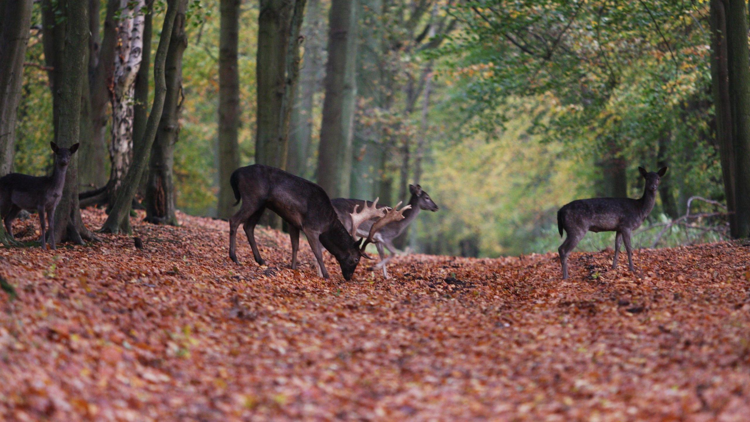 A group of small deer - perhaps muntjacs - gather in a woodland, where the floor is covered in brown, fallen leaves. A stag is sniffing the floor, perhaps in the search of food, as females run around him.