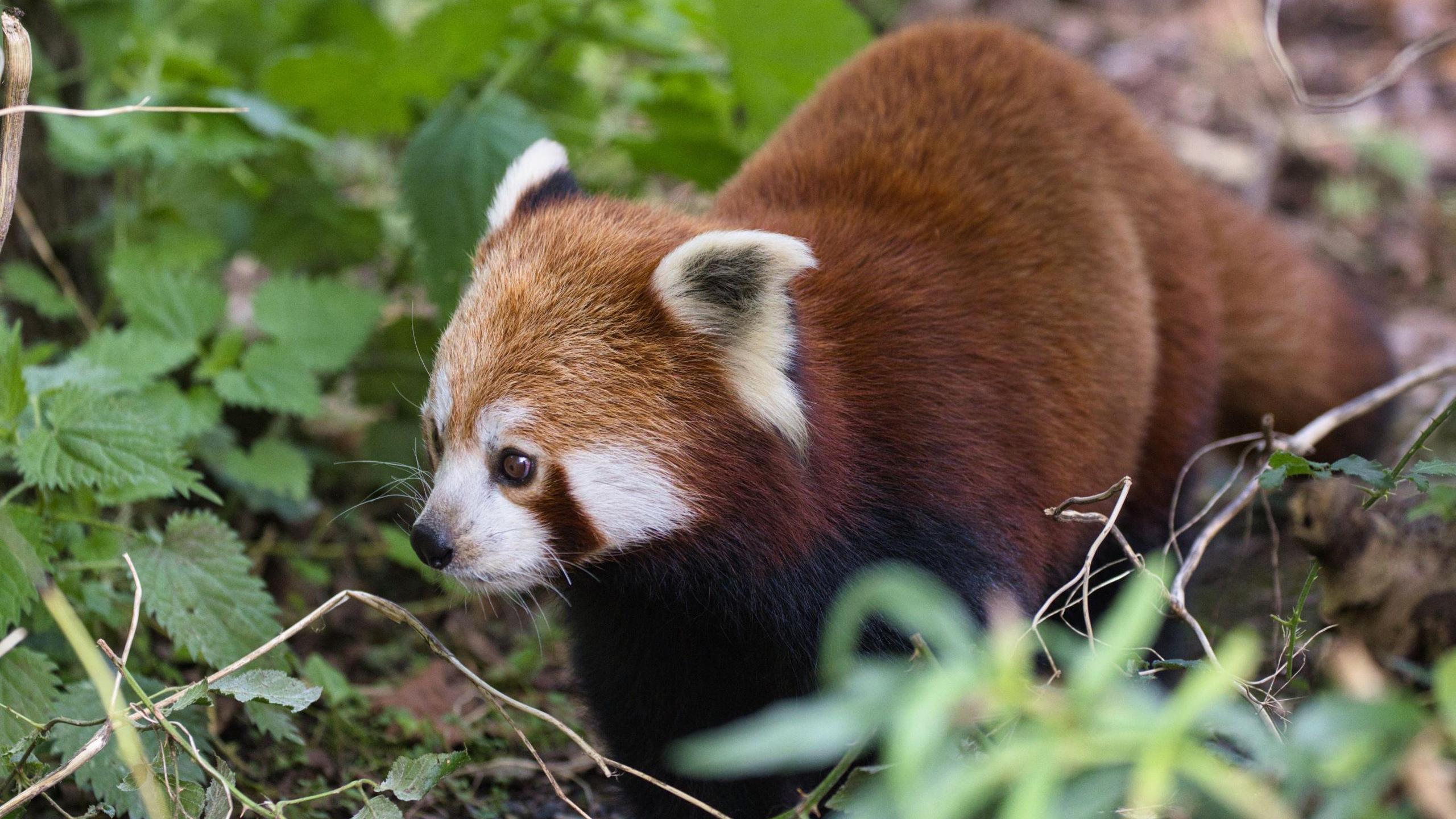 A red panda shuffling in some leaves