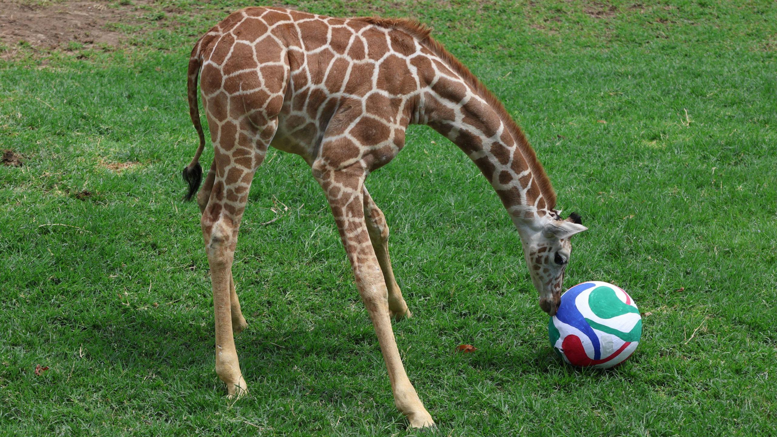 a giraffe playing with a green, blue, red and white football on some grass.