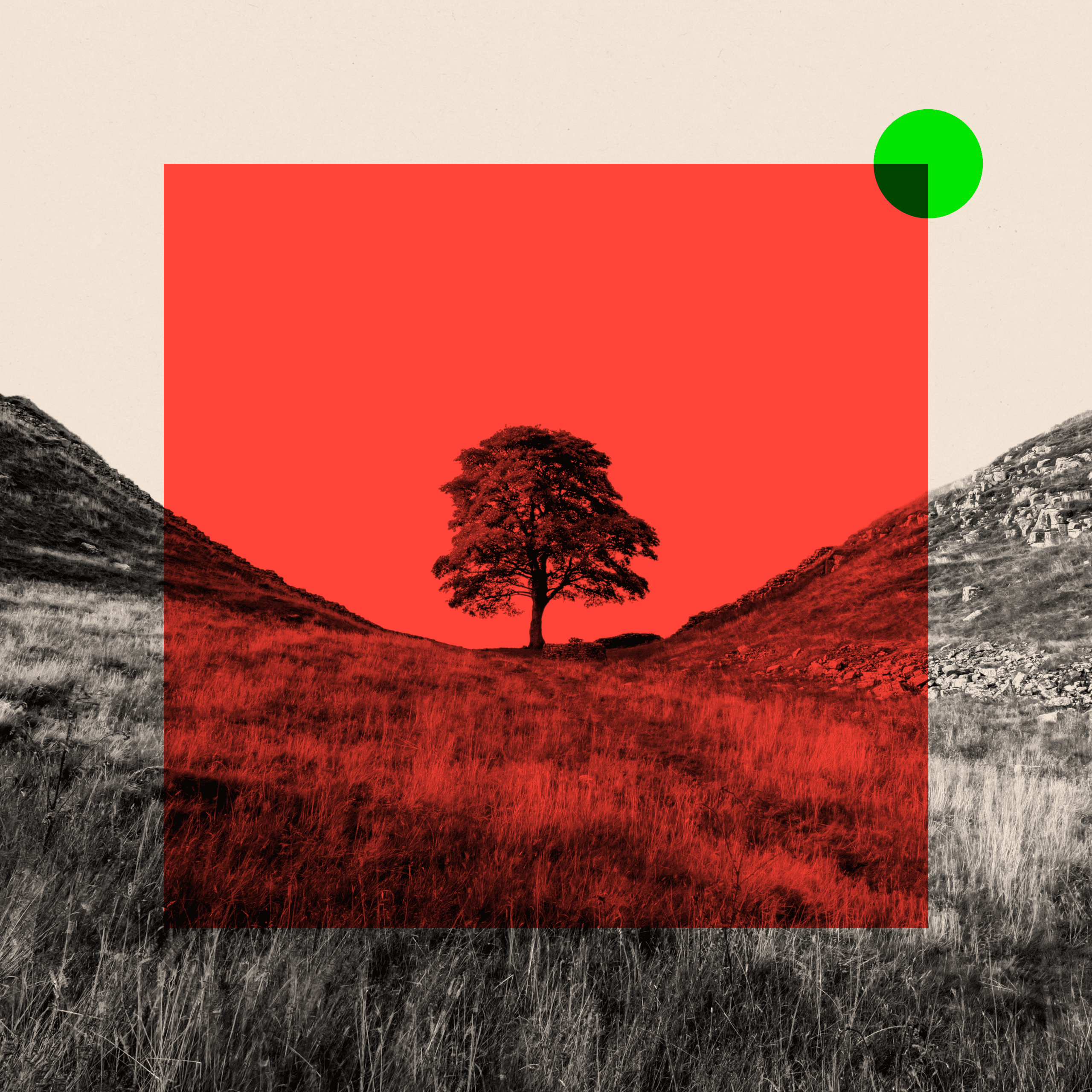 A treated image of the Sycamore Gap Tree