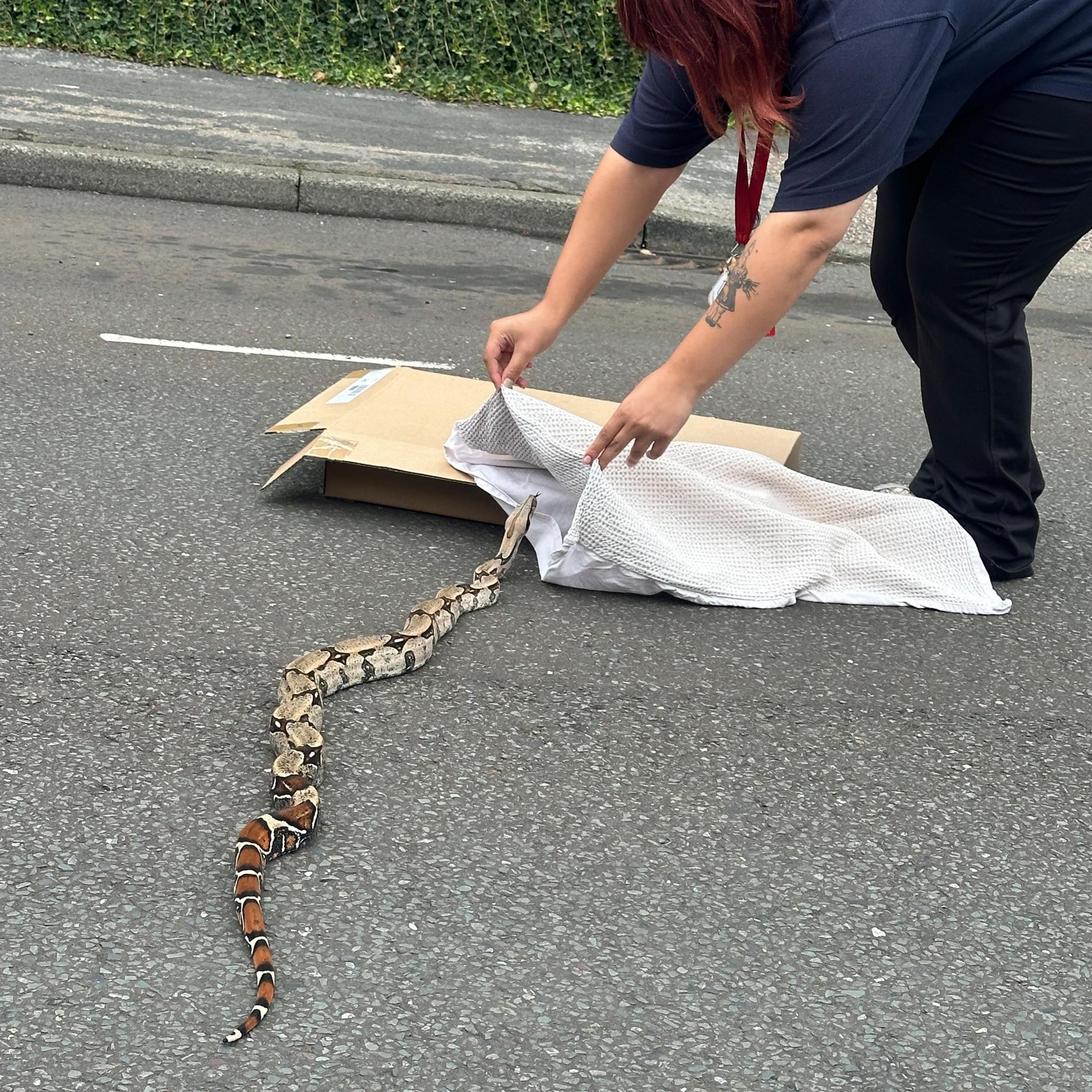 A woman tries to lure a snake into a pillowcase she is resting on top of a cardboard box.