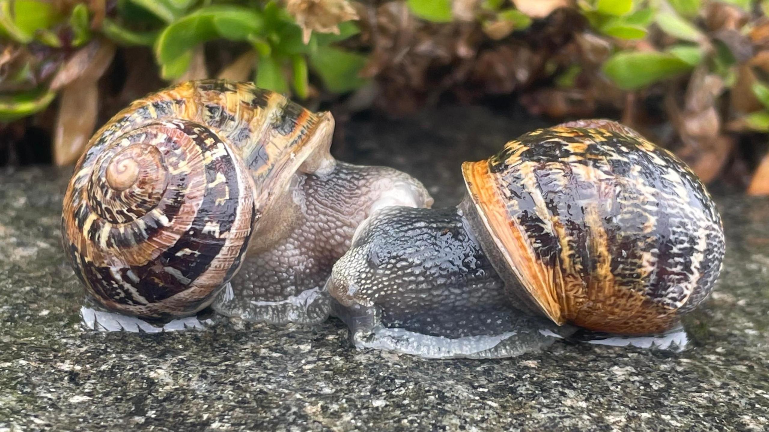 Two snails meet on the top of a wet wall. Some green and brown plant scan be seen behind them.