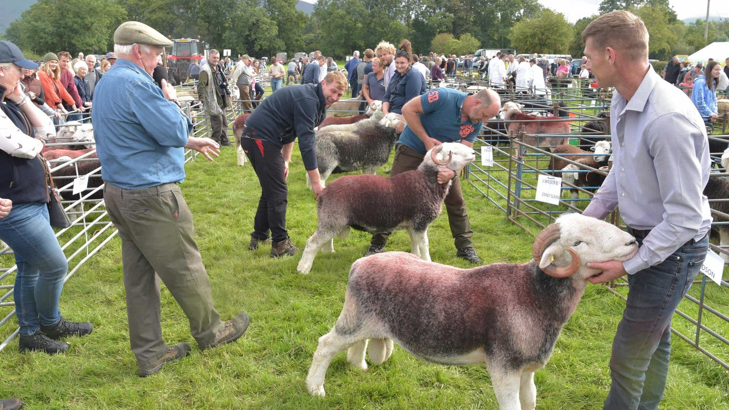 A picture with farmers showing off their sheep in a competition at an agricultural show, surrounded by hundreds of people watching.