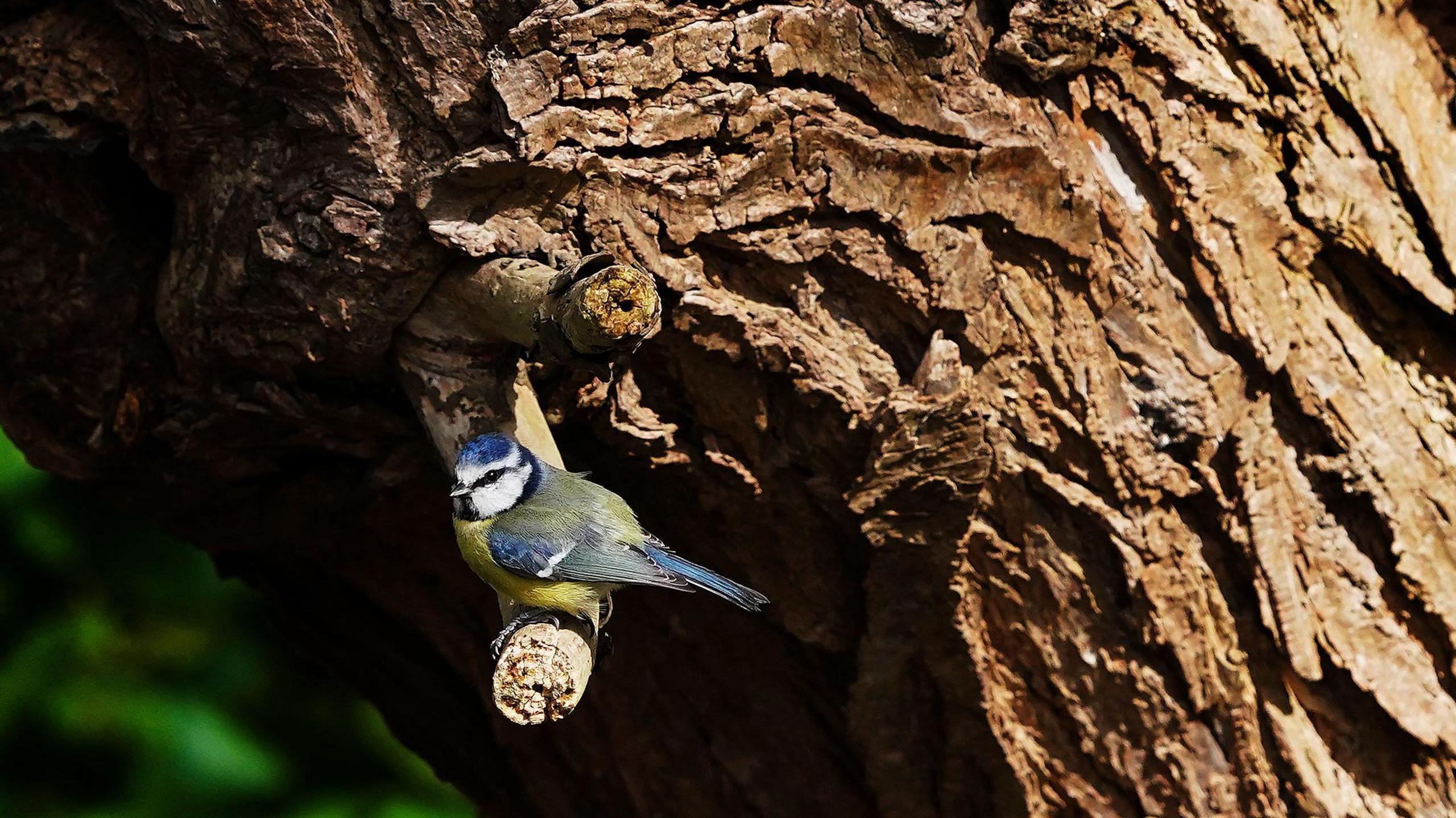 Blue tits like to nest in crevices and places with small entrances to avoid larger predators