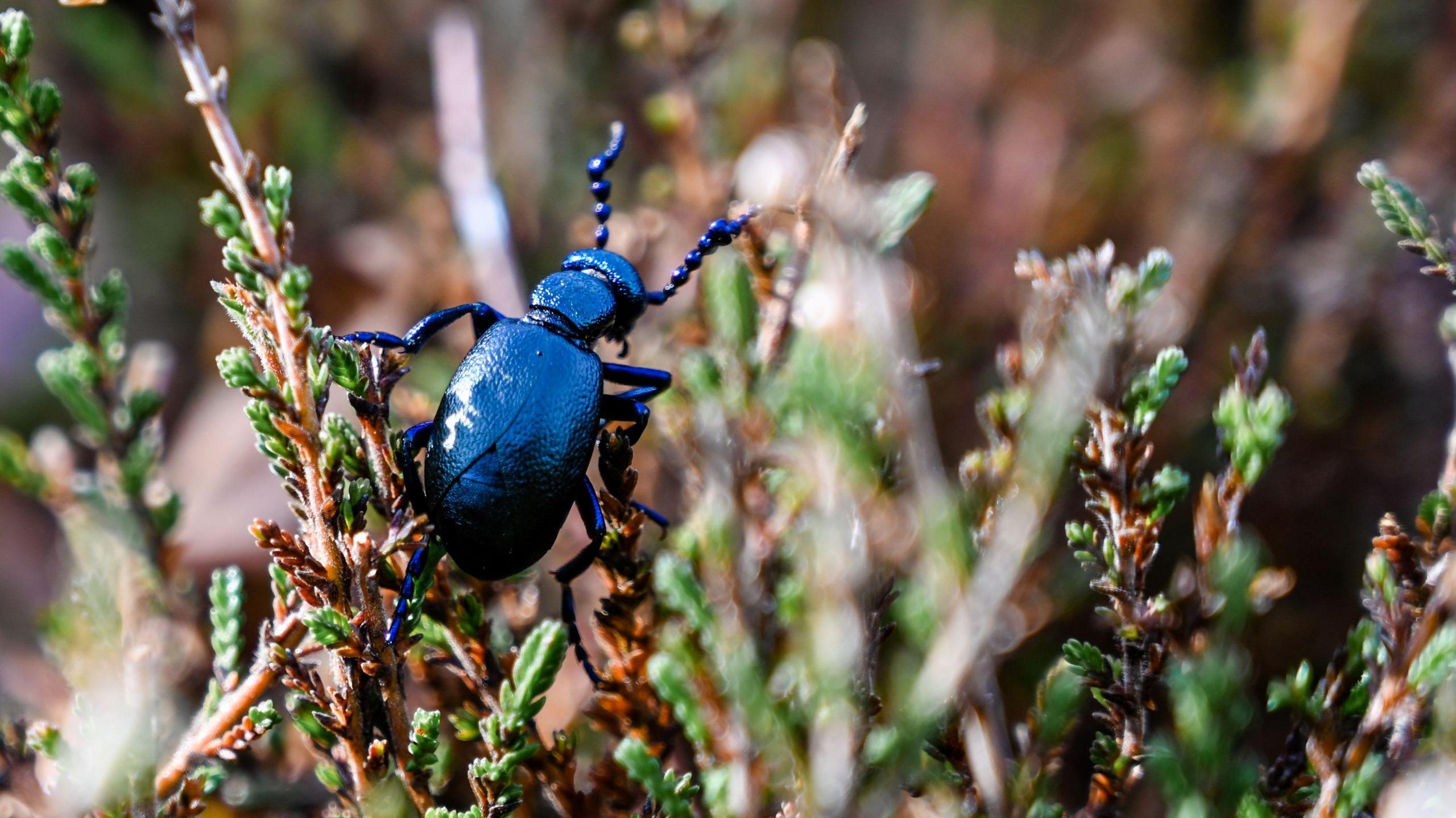 A black oil beetle