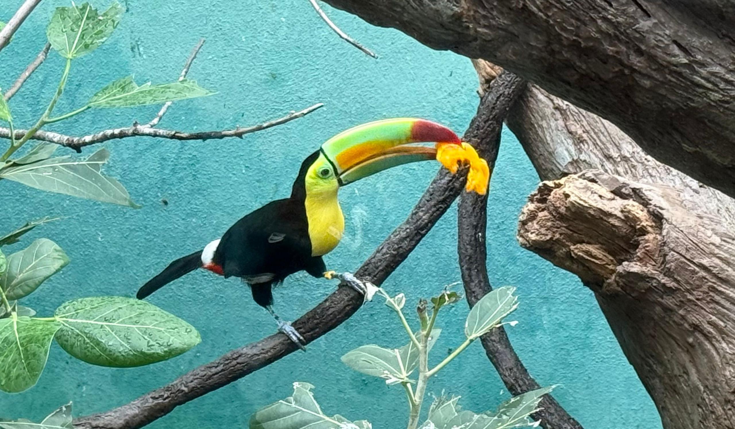 Keel-billed toucan eating papaya