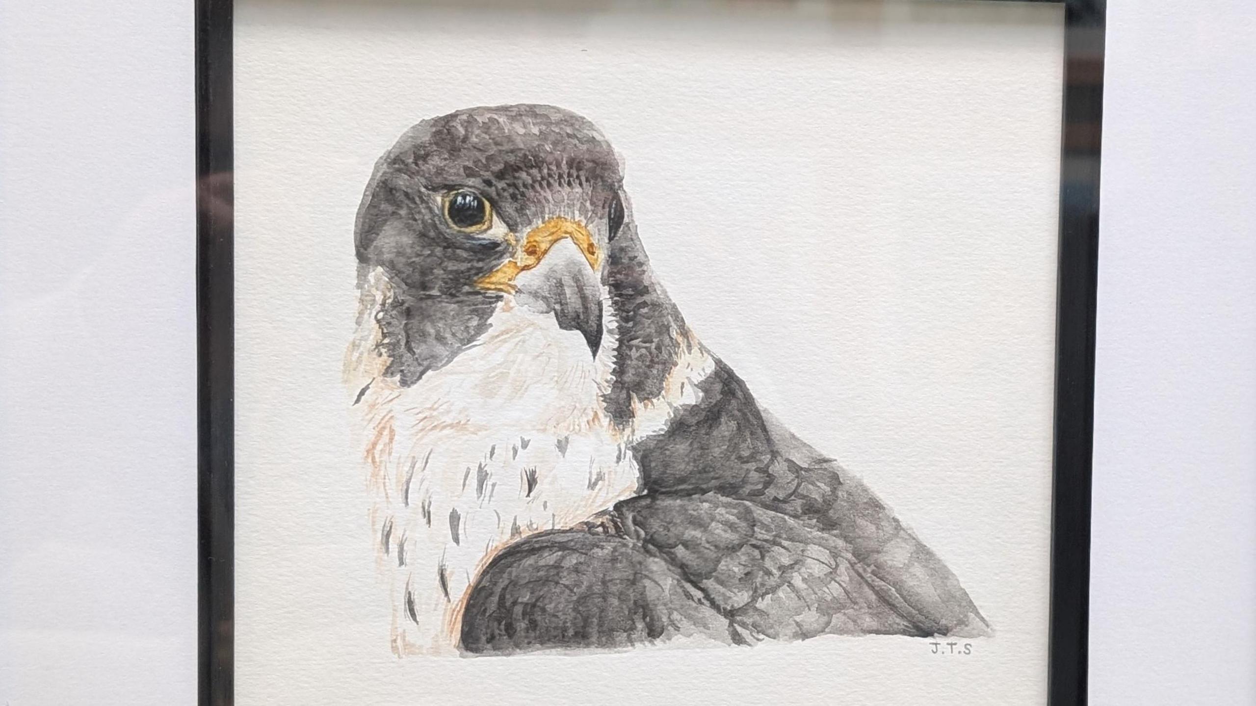 Painting of a peregrine falcon by Jake Sexton