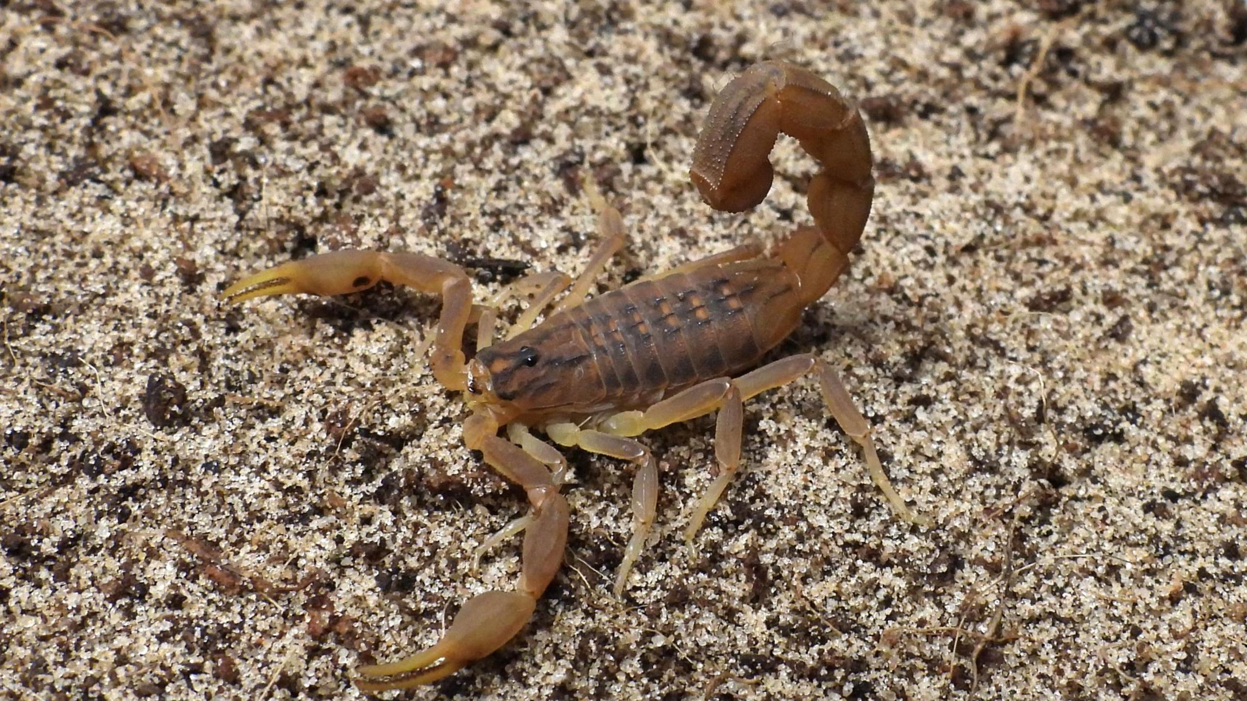 A brown scorpion on a carpet, with its tail curled partly over its back