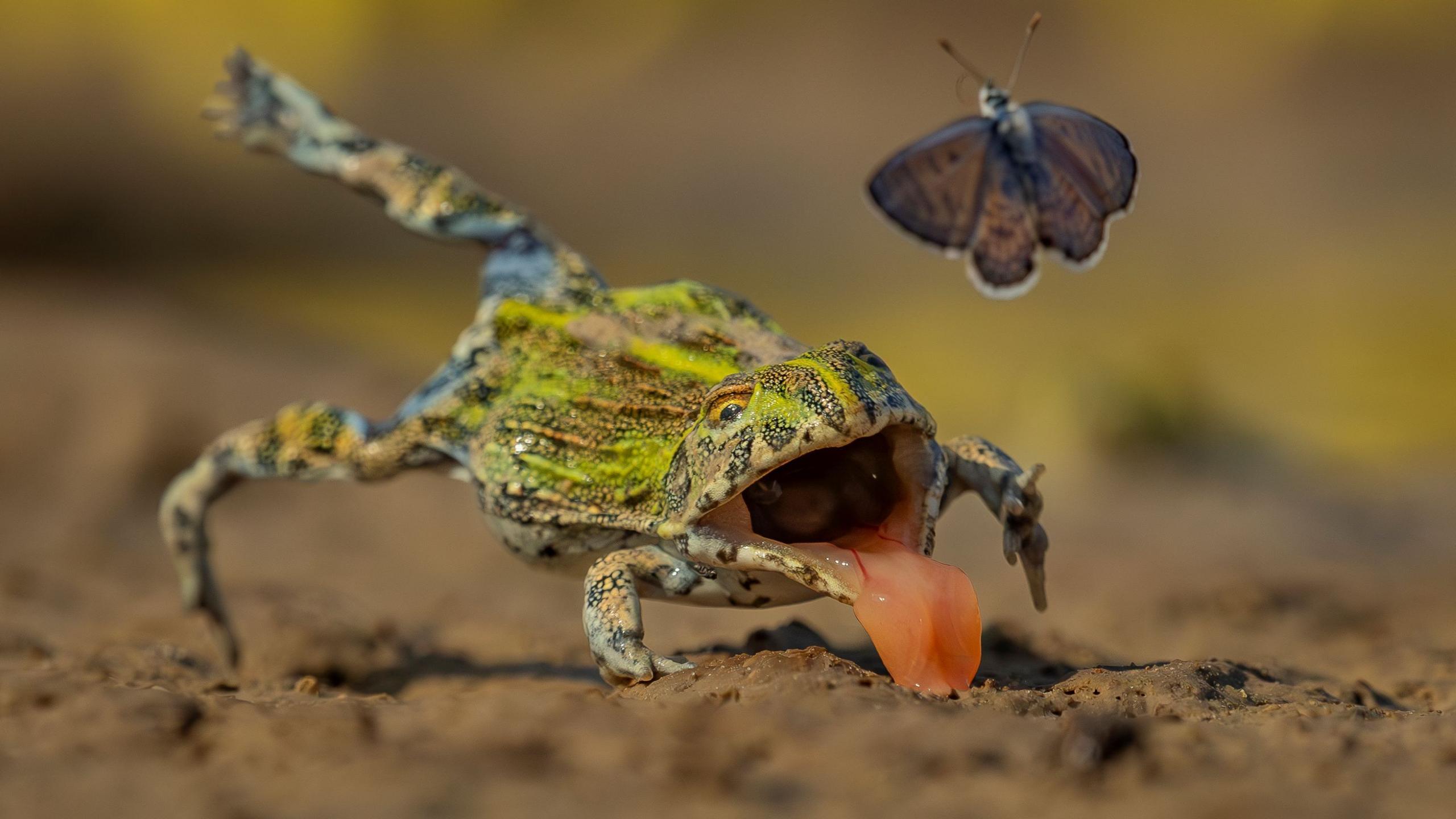 An African bullfrog lunging for an African babul butterfly.