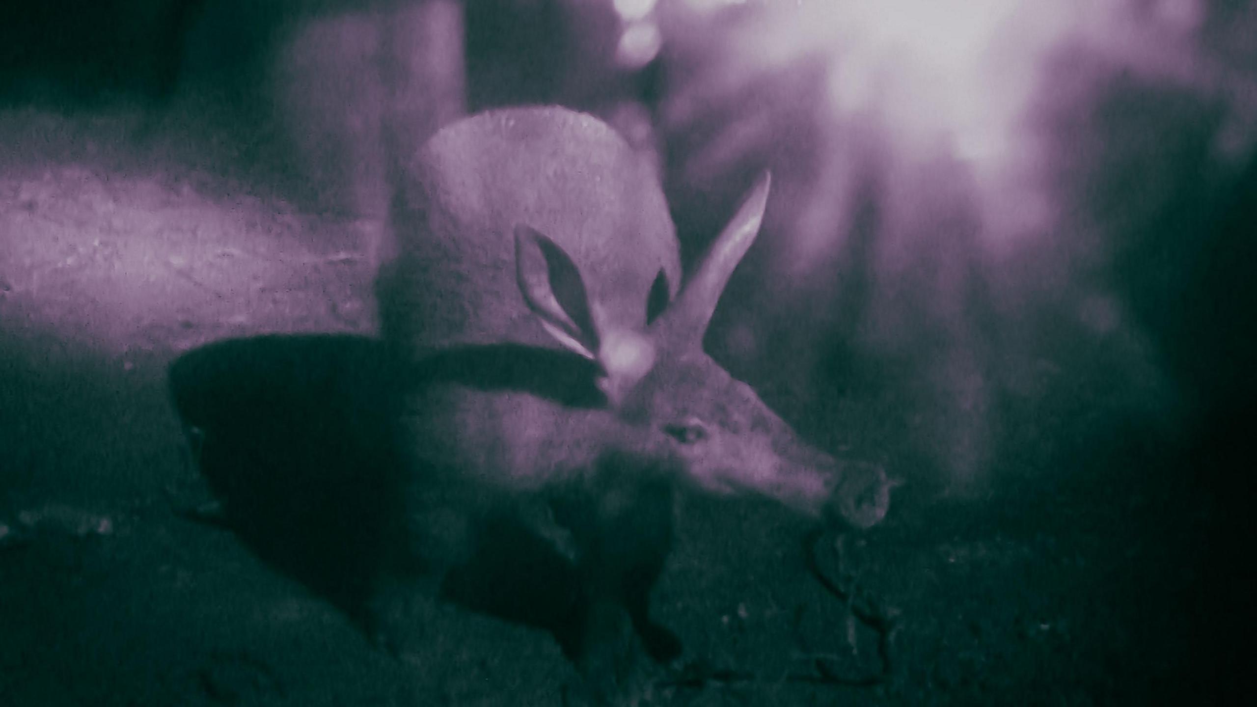 Aardvark eating a worm.