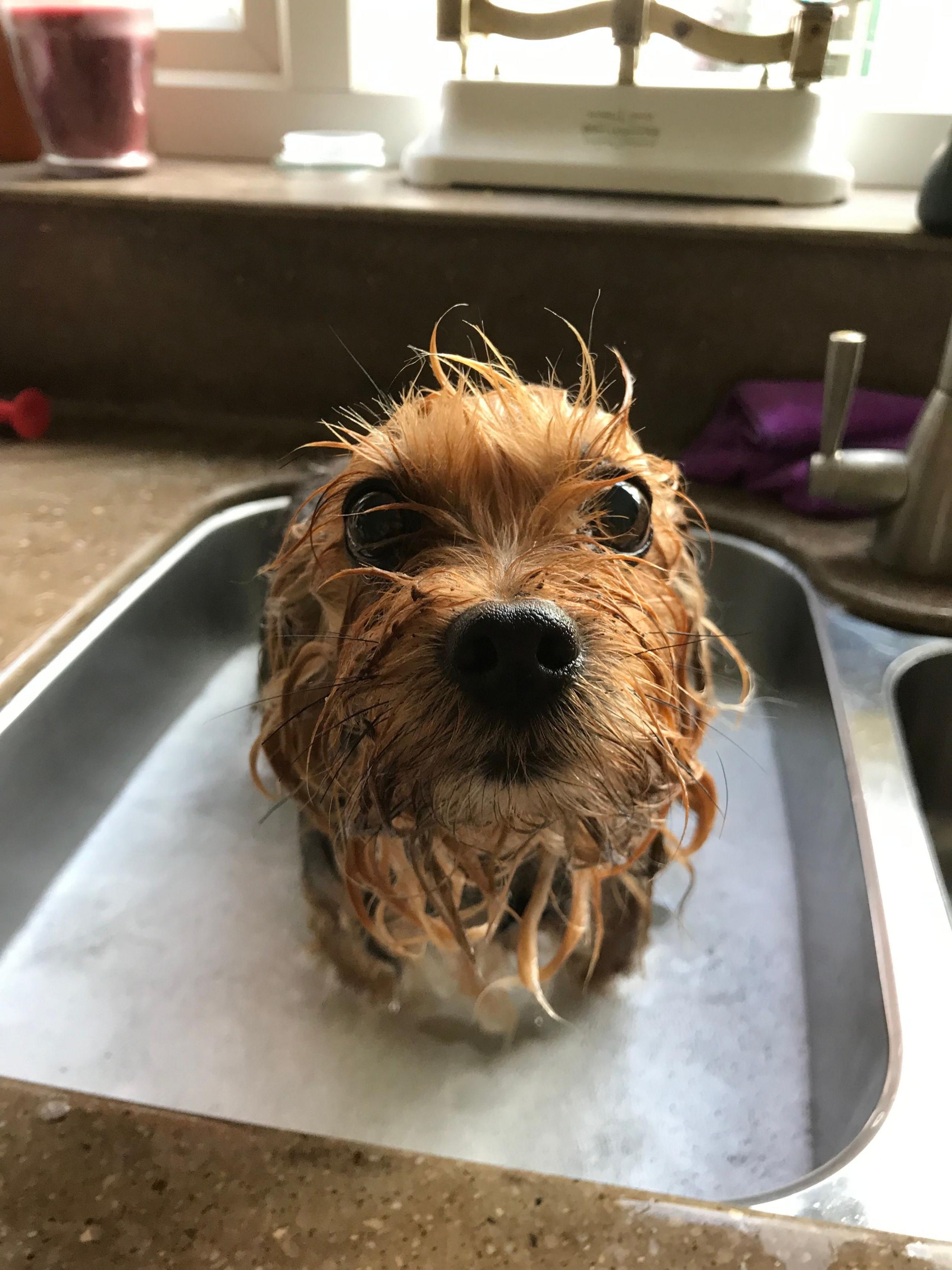 A dog sitting in a sink full of soapy water