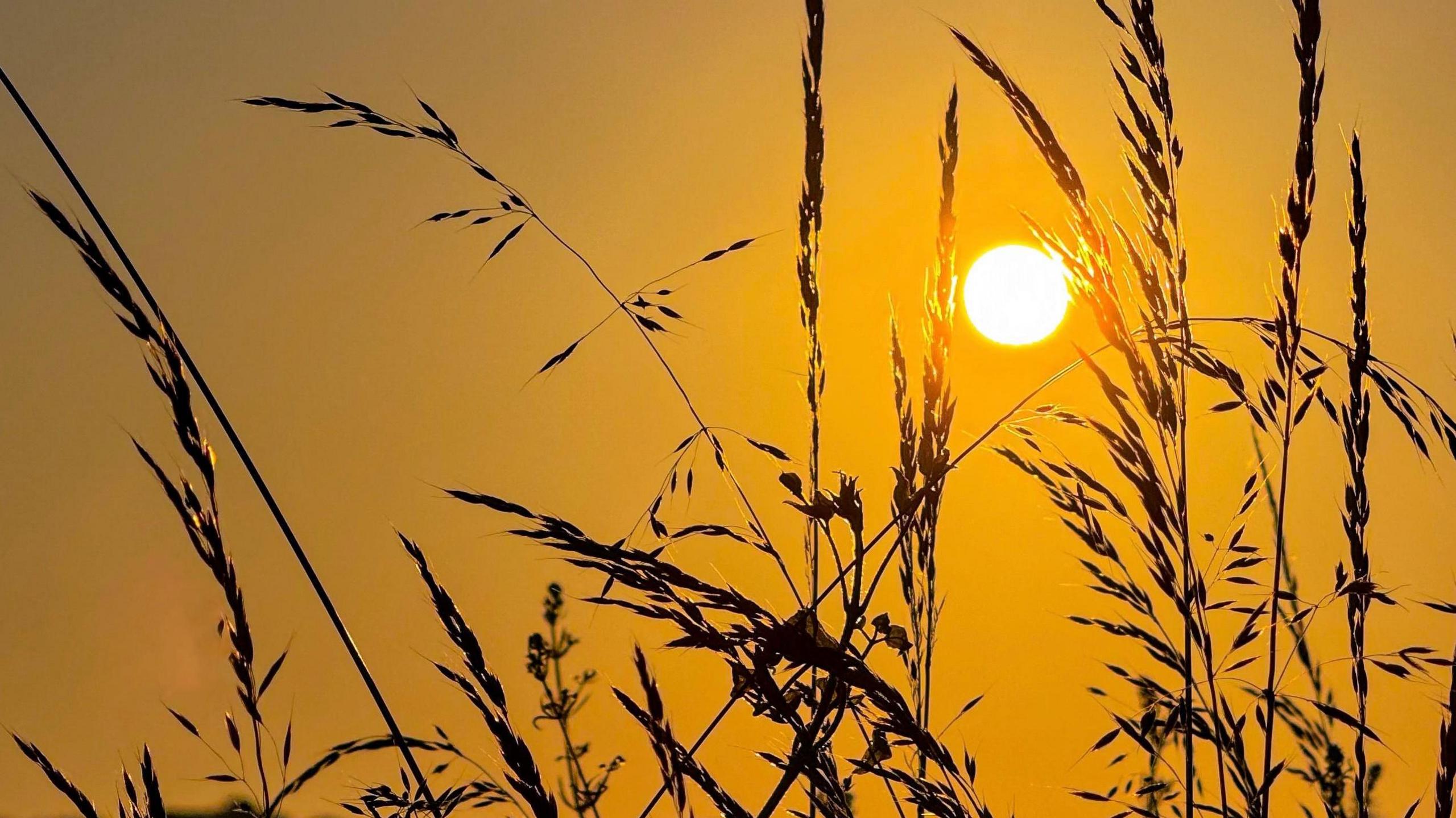 Silhouettes of grasses dominate the foreground with orange skies behind and a glowing sun descending