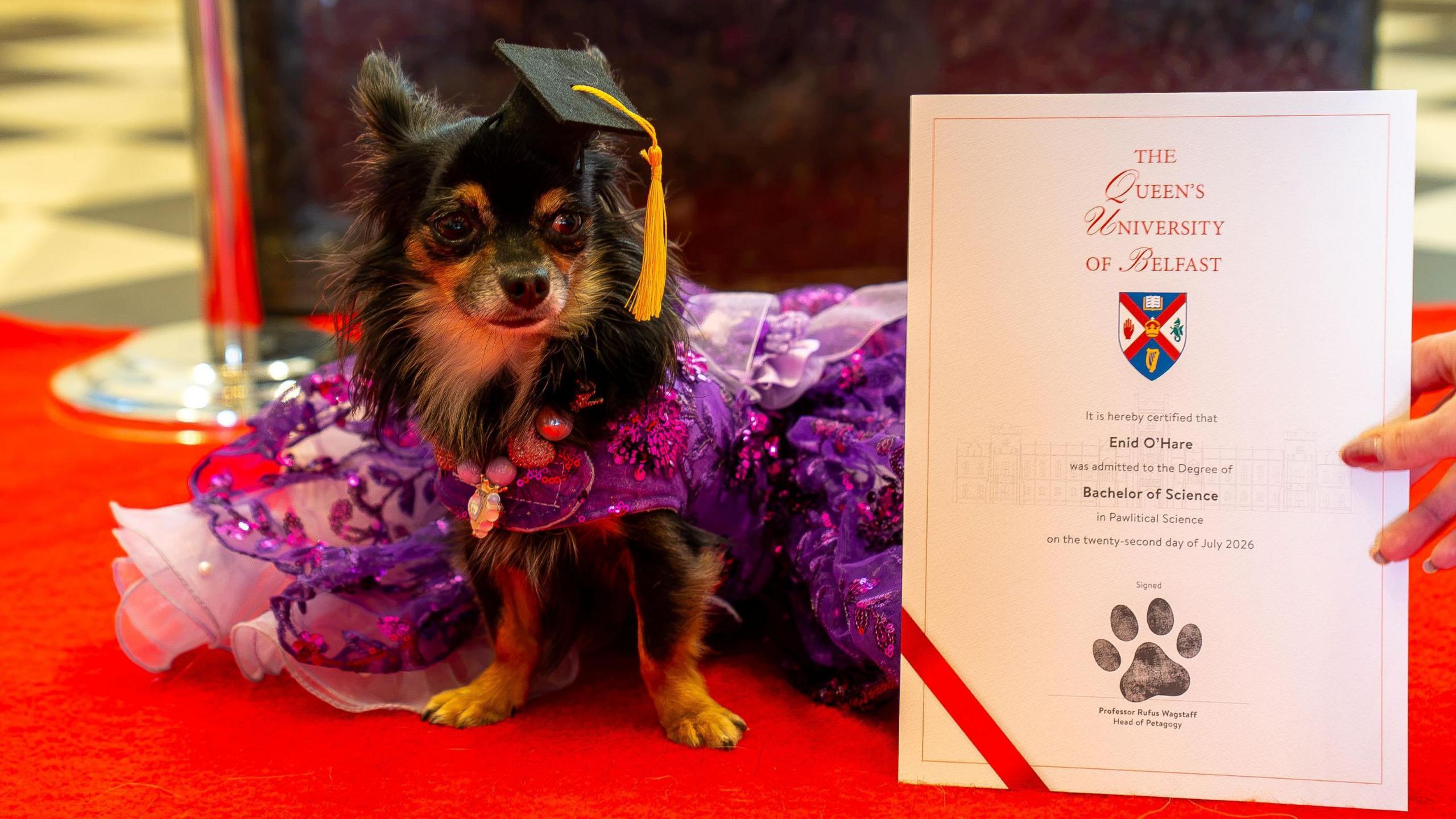 A small brown and black dog wearing a purple dress is sitting beside a graduation certificate.