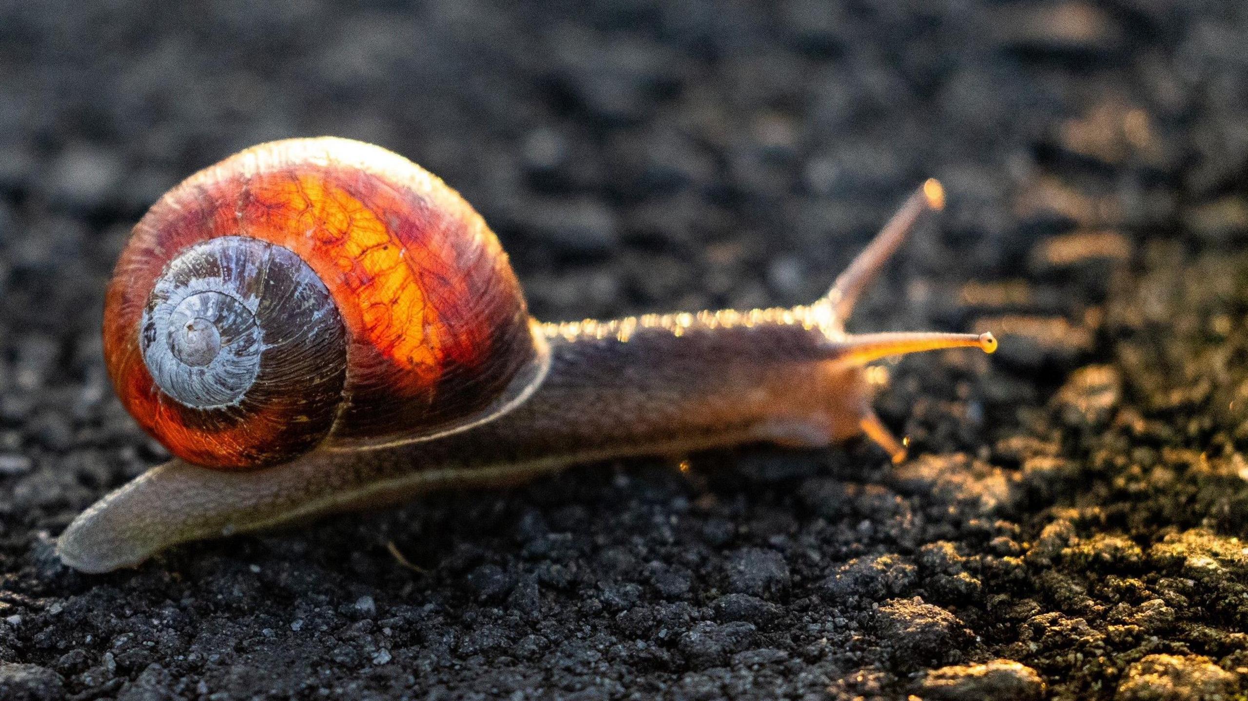 A snail with the sun making it look like it has a light in its shell