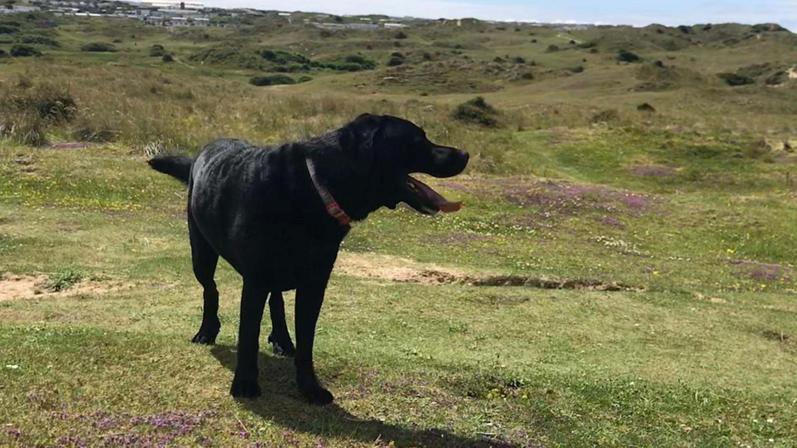 A black labrador type dog at Penhale dunes