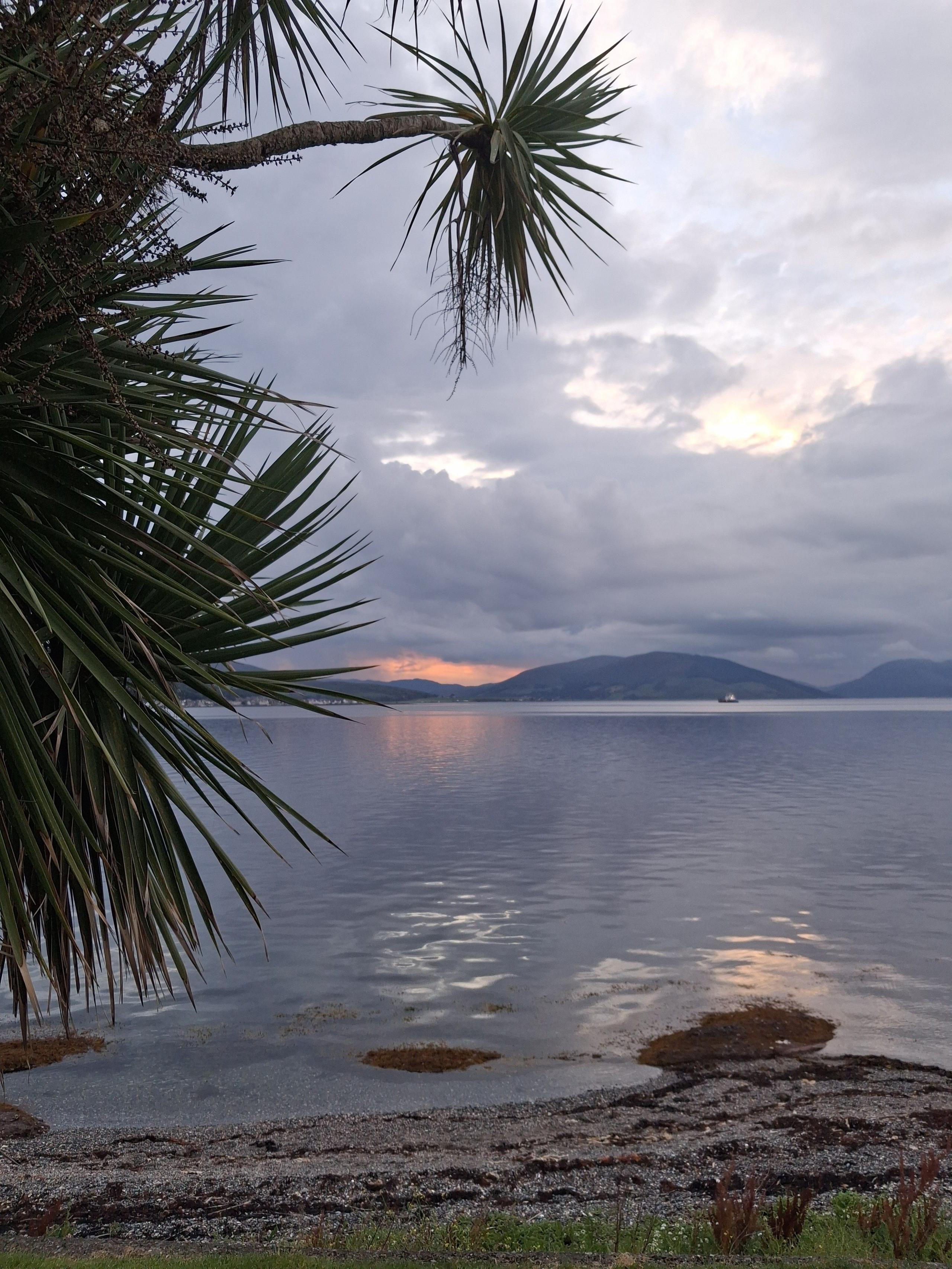 Sunset over a cloudy bay with a palm tree hanging across the top of the frame