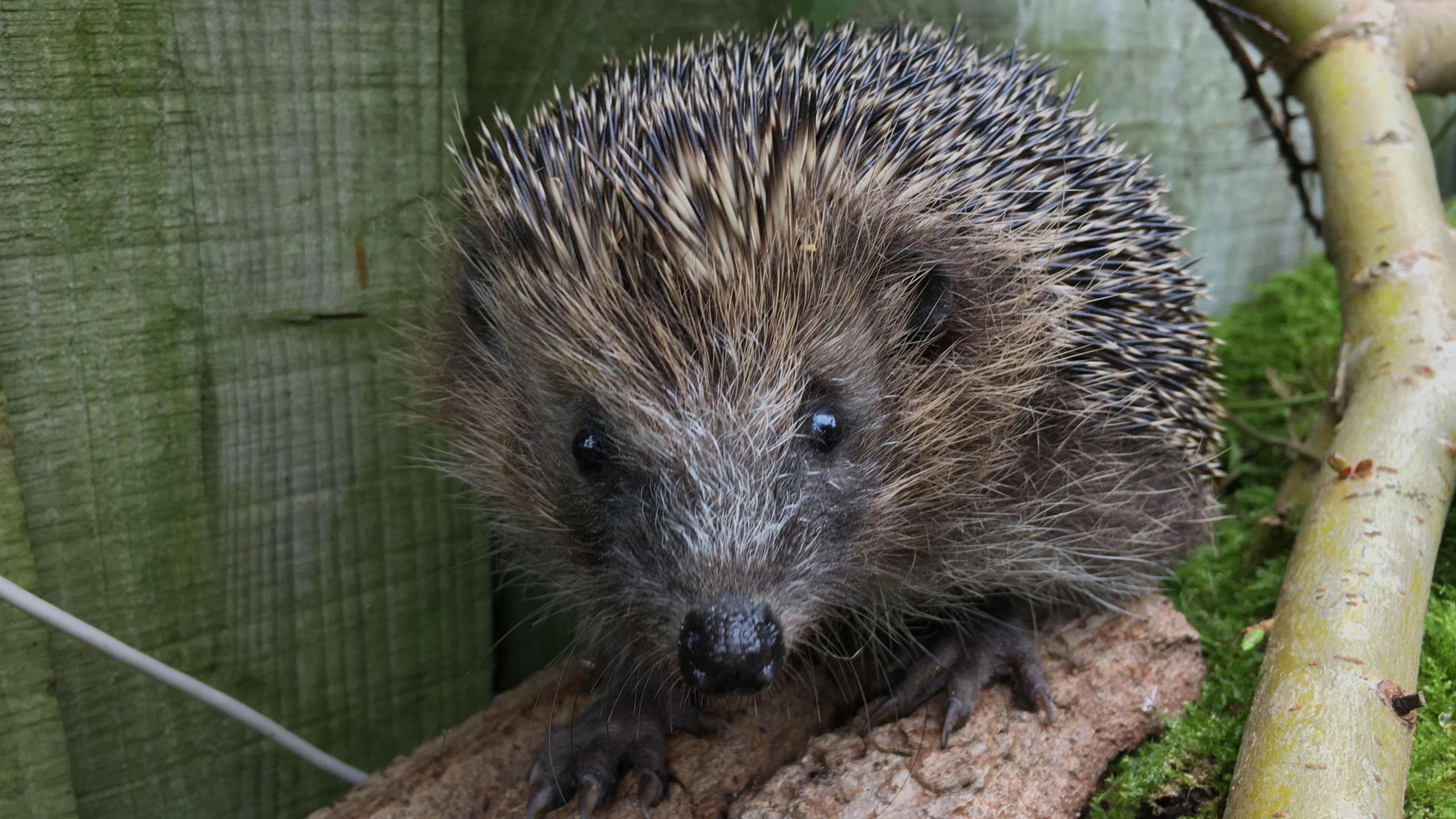 A hedgehog looking towards the camera. It is stood on a log with a slim branch nearby, and is at the bottom of a green, wooden garden fence.